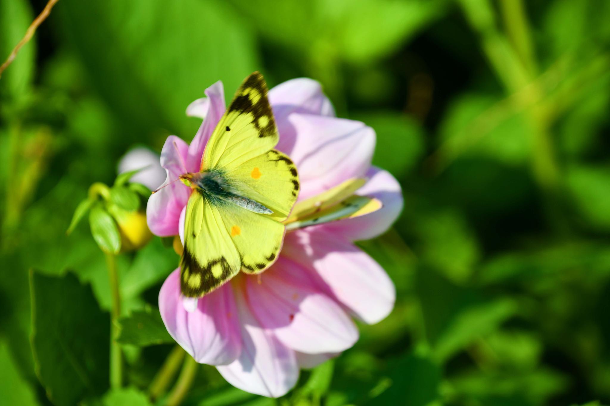 豆粉蝶,原创拍摄