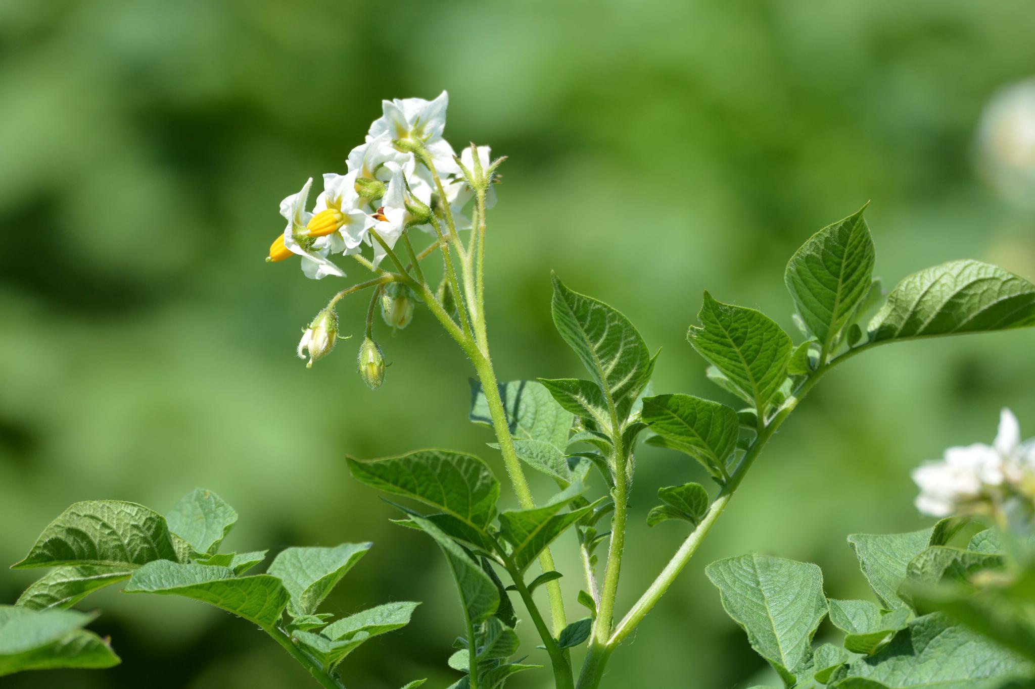 白色土豆花,原创拍摄