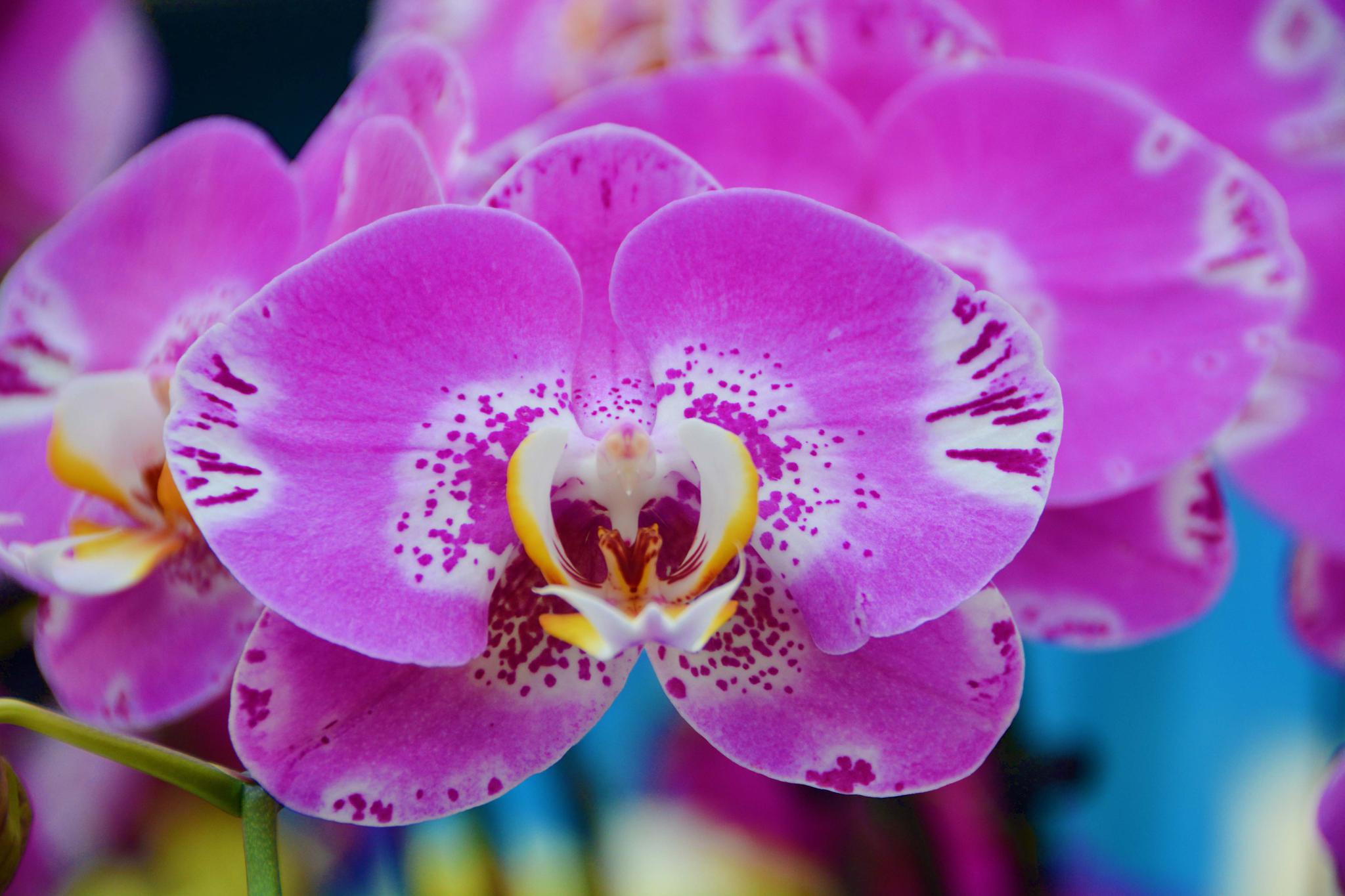 十几种不同的蝴蝶兰,原创拍摄_高清图集_新浪网