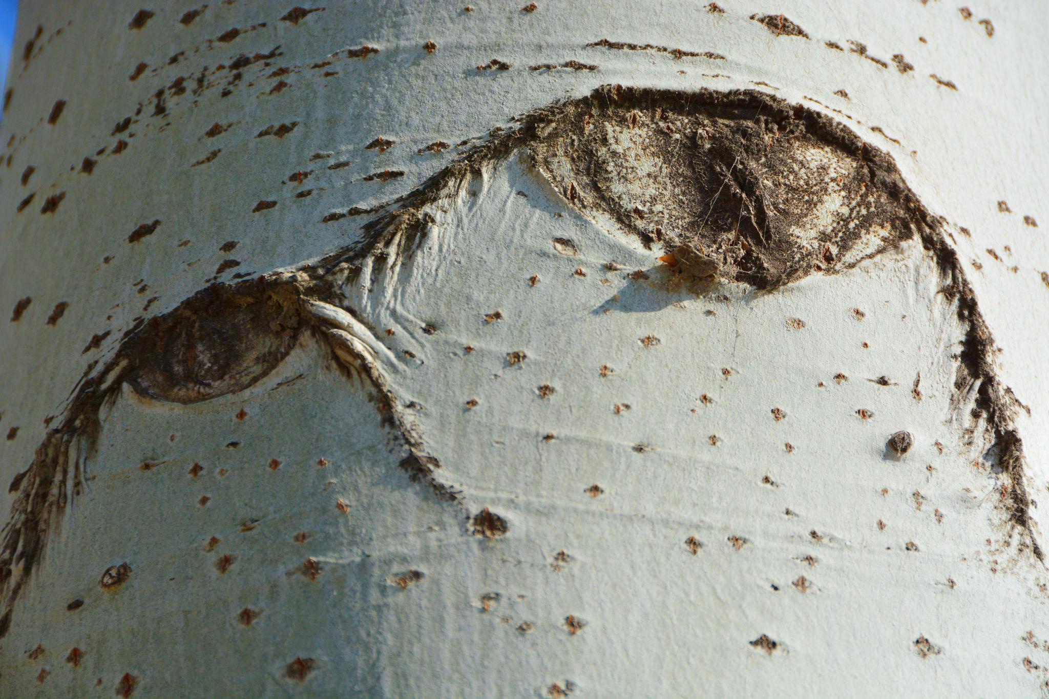 白杨树的树皮,原创拍摄