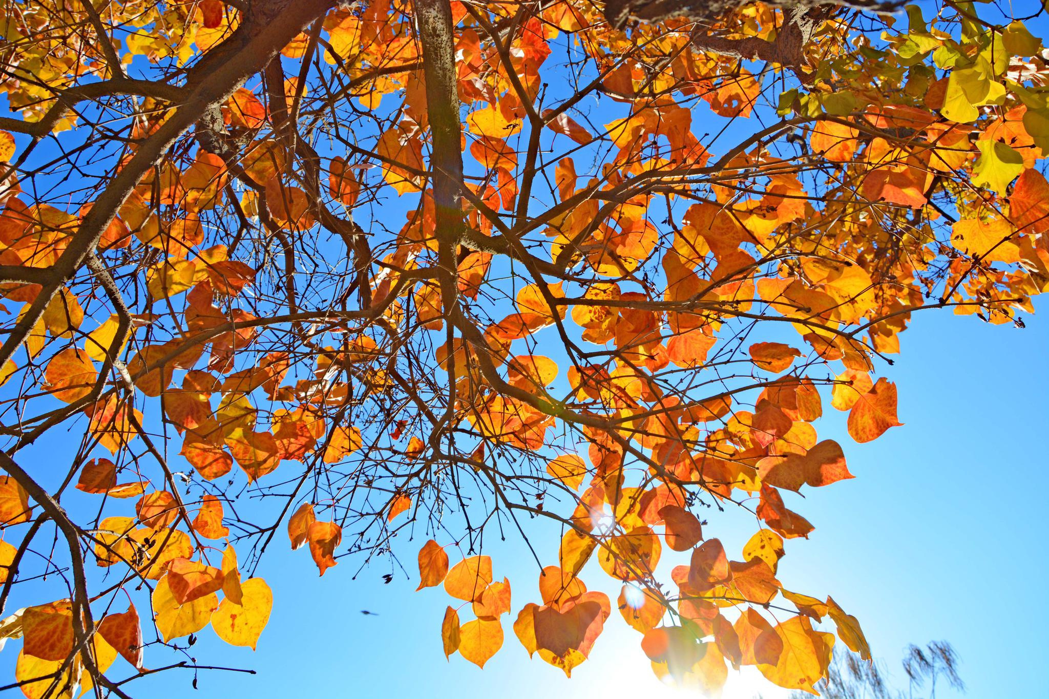 秋天的木丁香树,原创拍摄_高清图集_新浪网