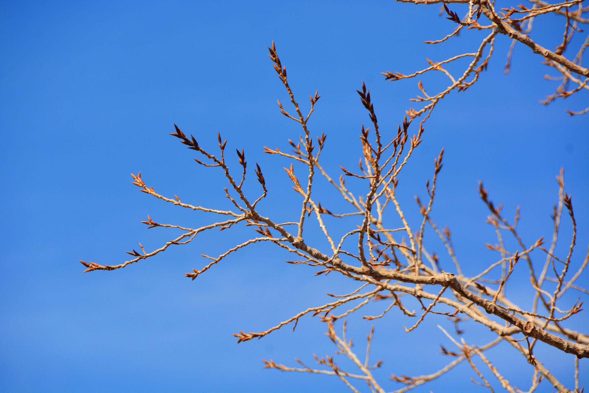 白杨树发芽了,原创拍摄_高清图集_新浪网