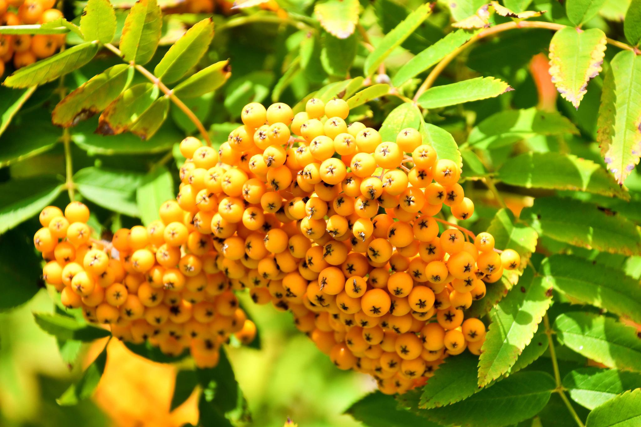 果实累累的花楸原创拍摄