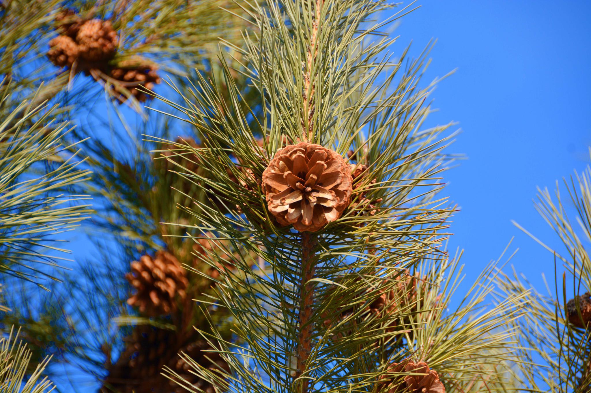 马尾松的松塔像花一样,原创拍摄