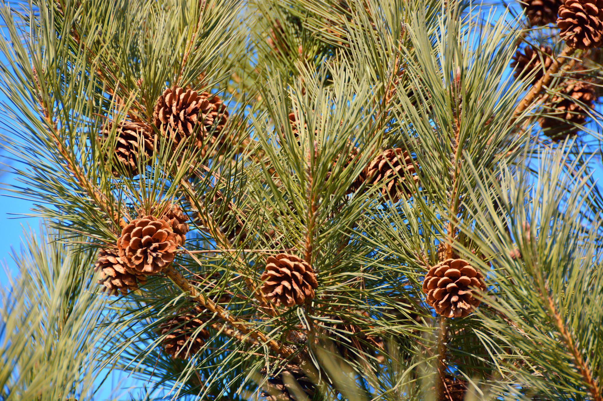 马尾松的松塔像花一样,原创拍摄