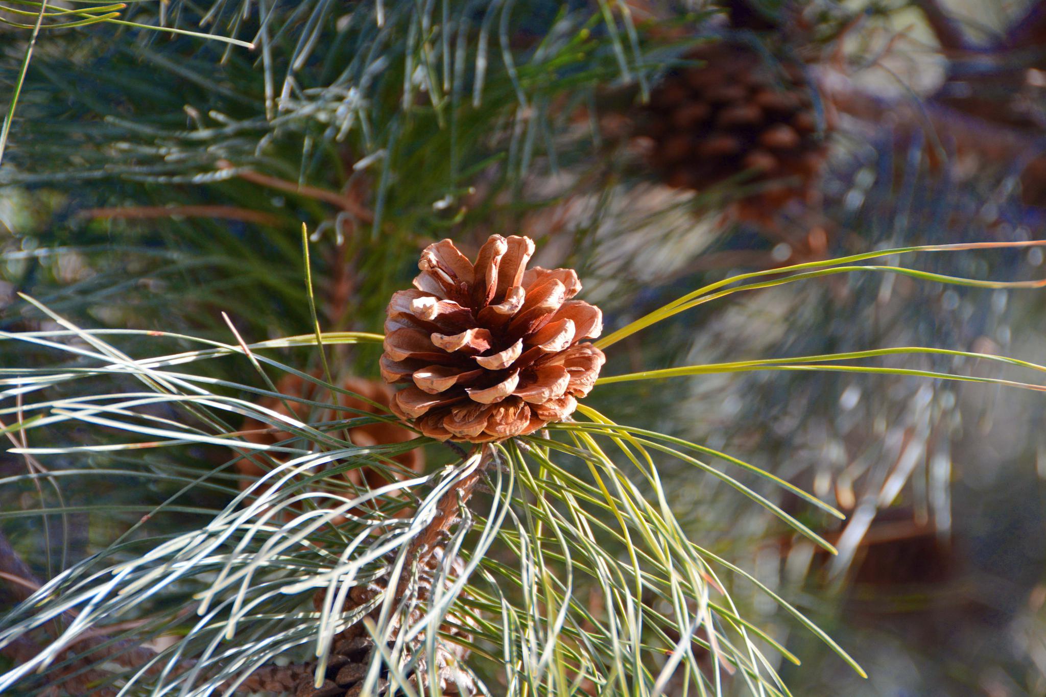 马尾松的松塔像花一样,原创拍摄