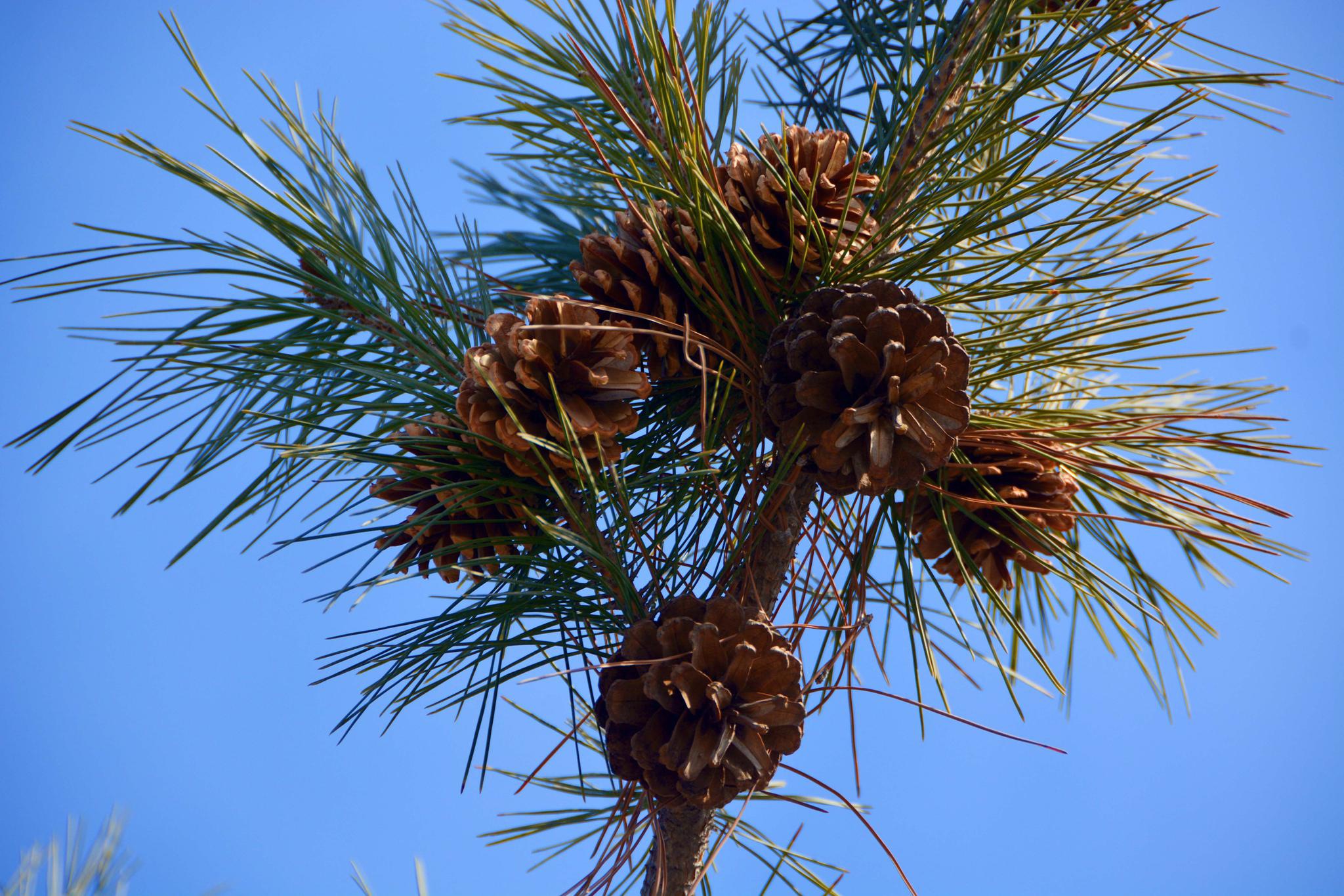 马尾松的松塔像花一样,原创拍摄