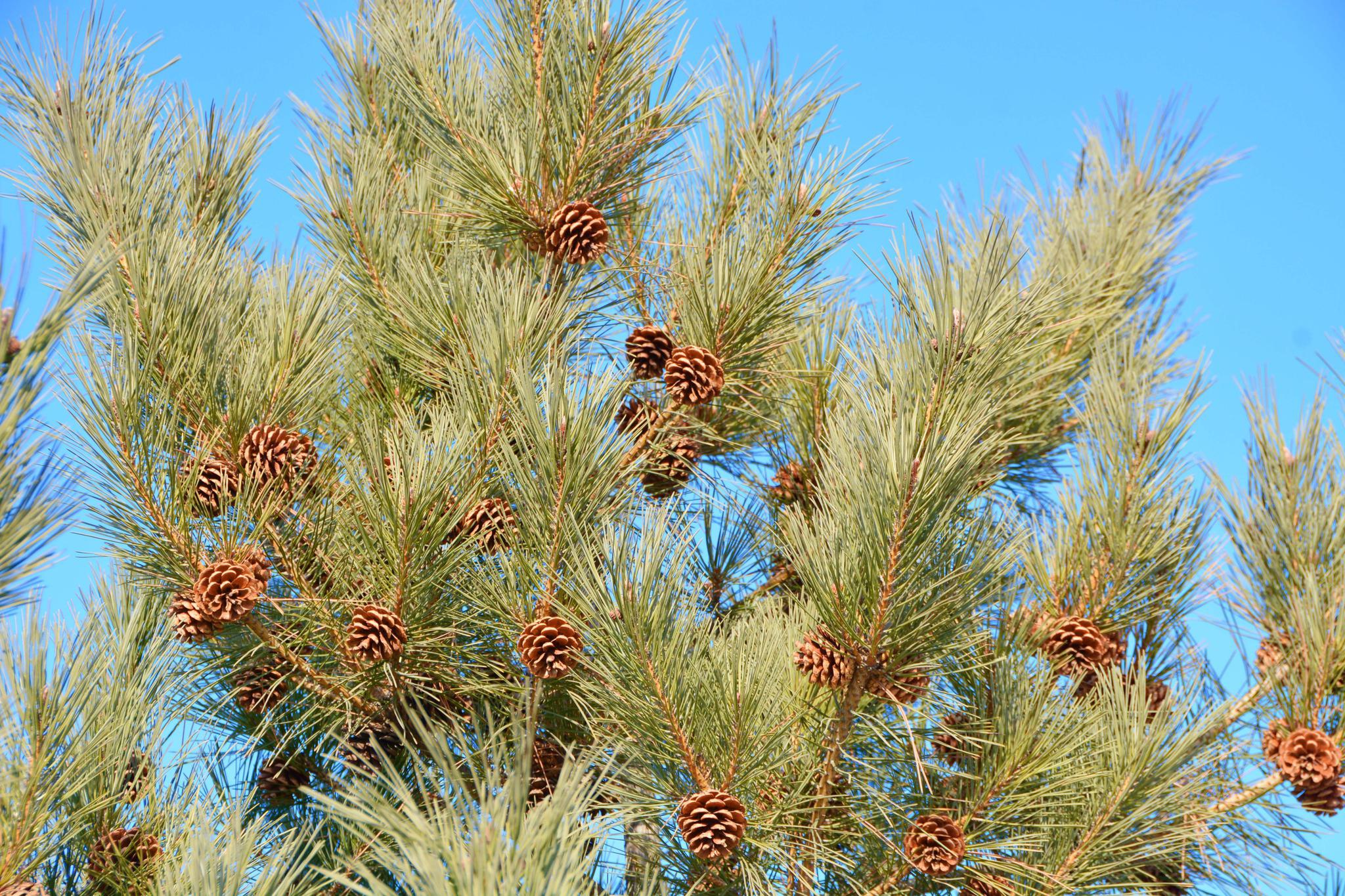 马尾松的松塔像花一样,原创拍摄