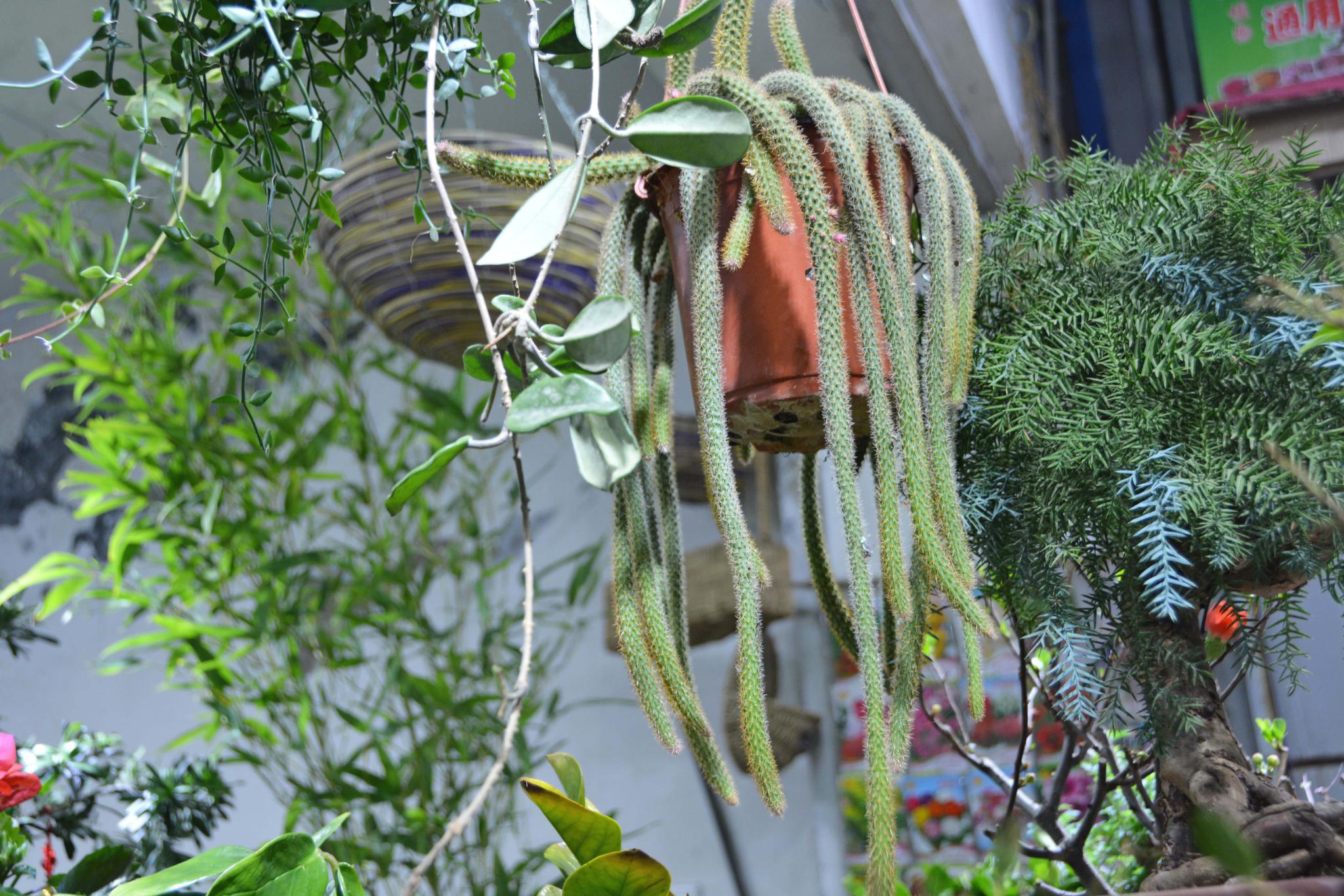 多肉植物狐尾 原创拍摄