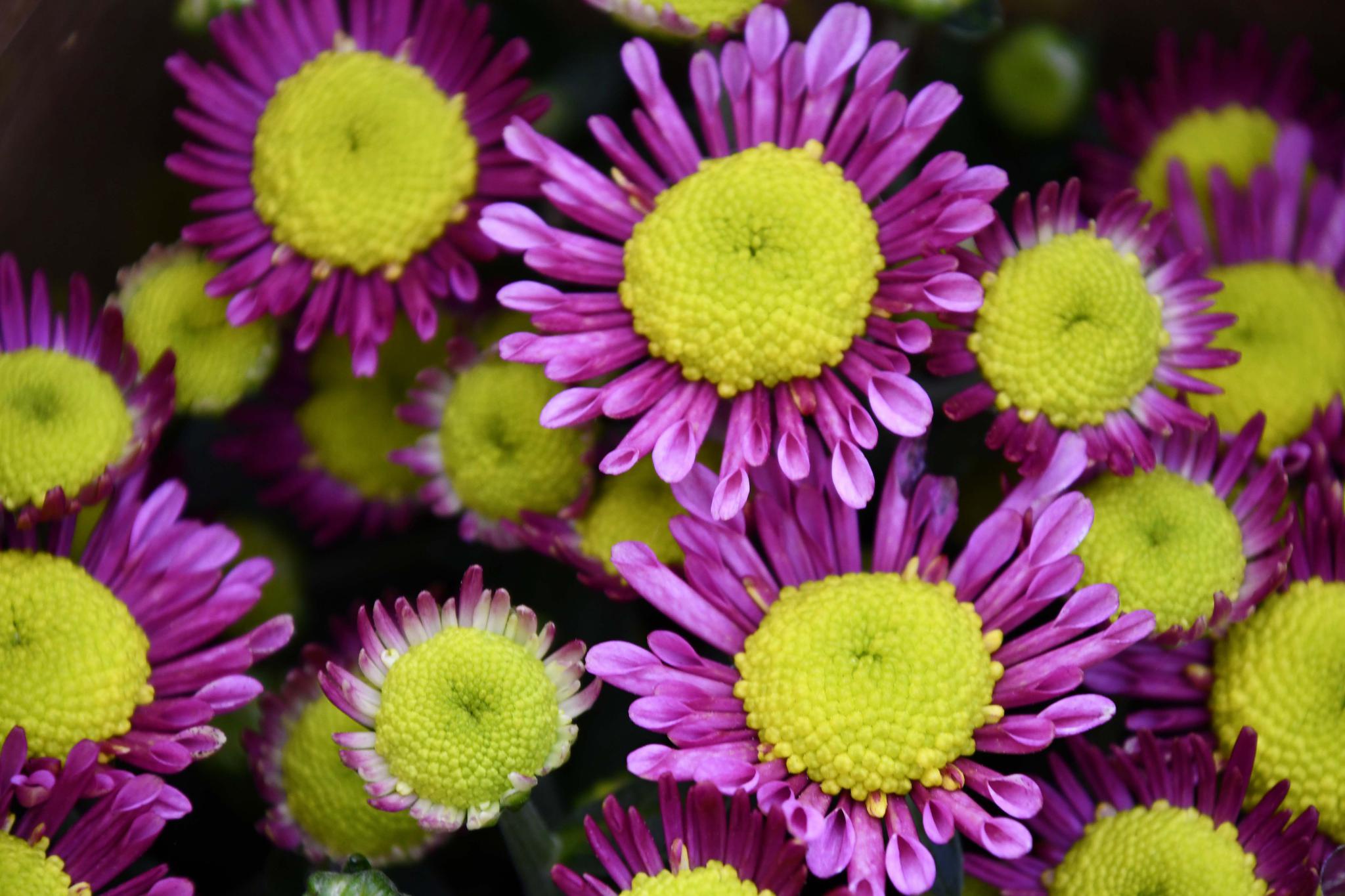 雏菊花原创拍摄