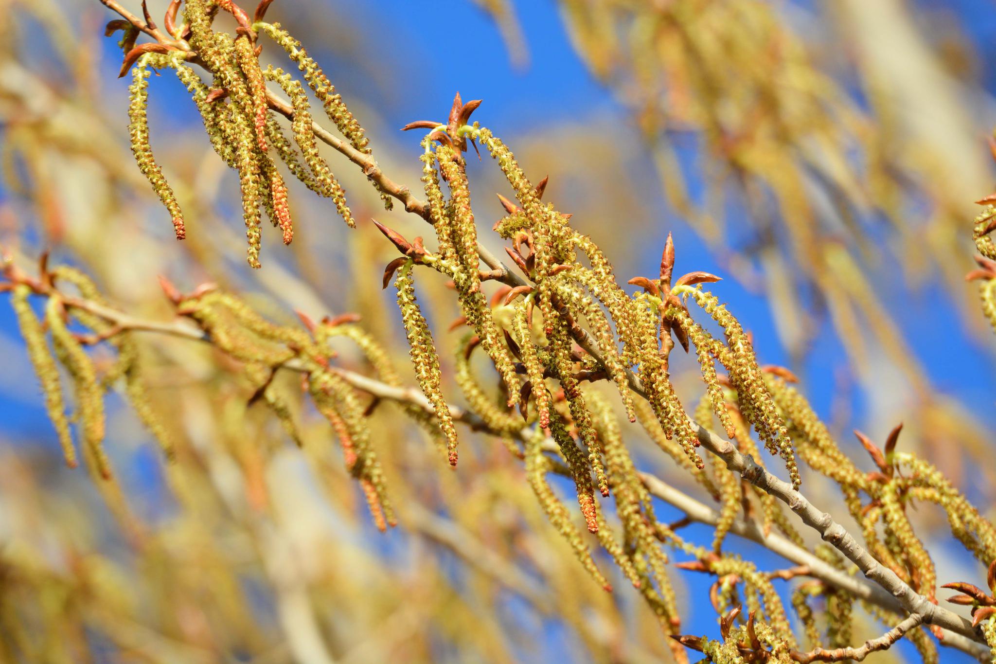 小麦麦穗品种识别数据集 - 哔哩哔哩