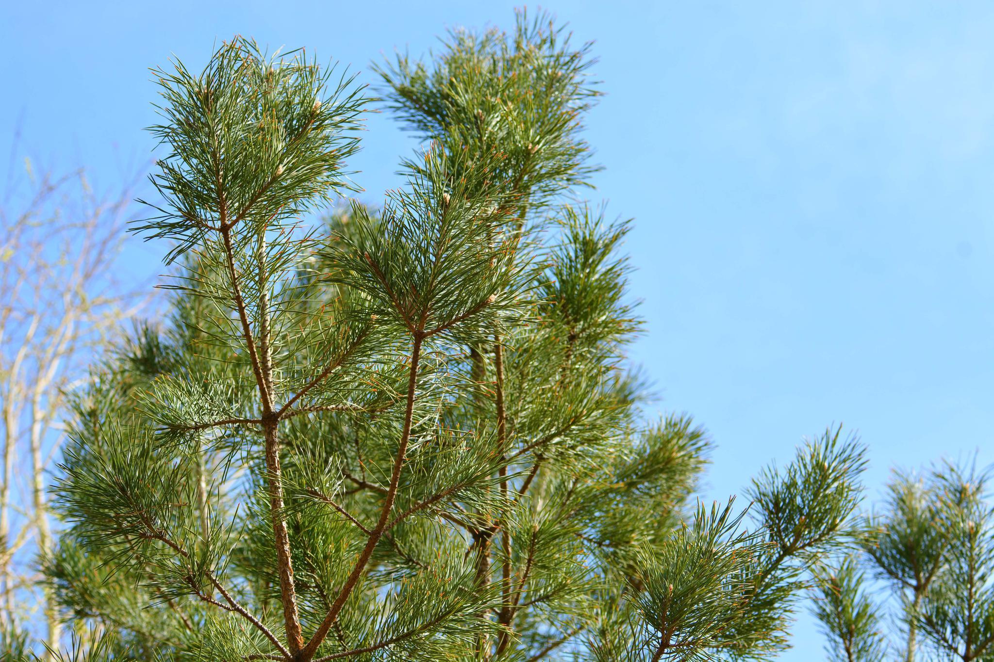 春天的樟子松,原创拍摄