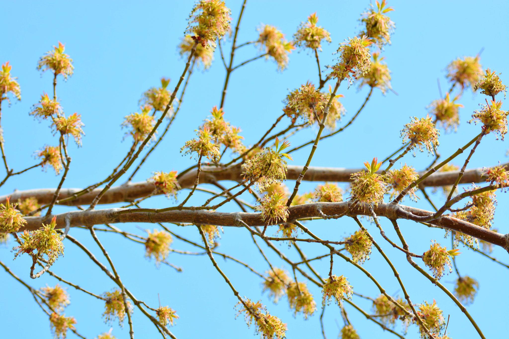 白蜡树的花穗,原创拍摄_高清图集_新浪网