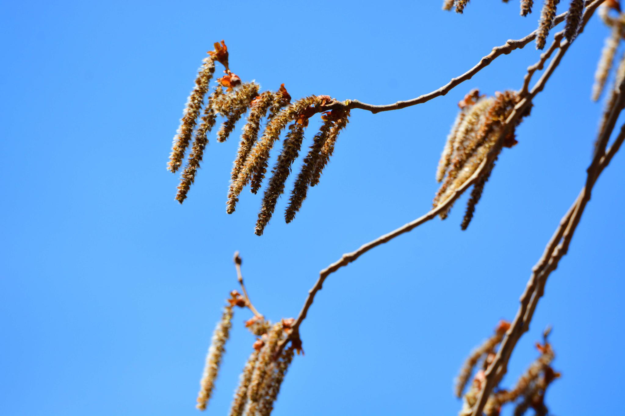 春天的杨树花,原创拍摄_高清图集_新浪网