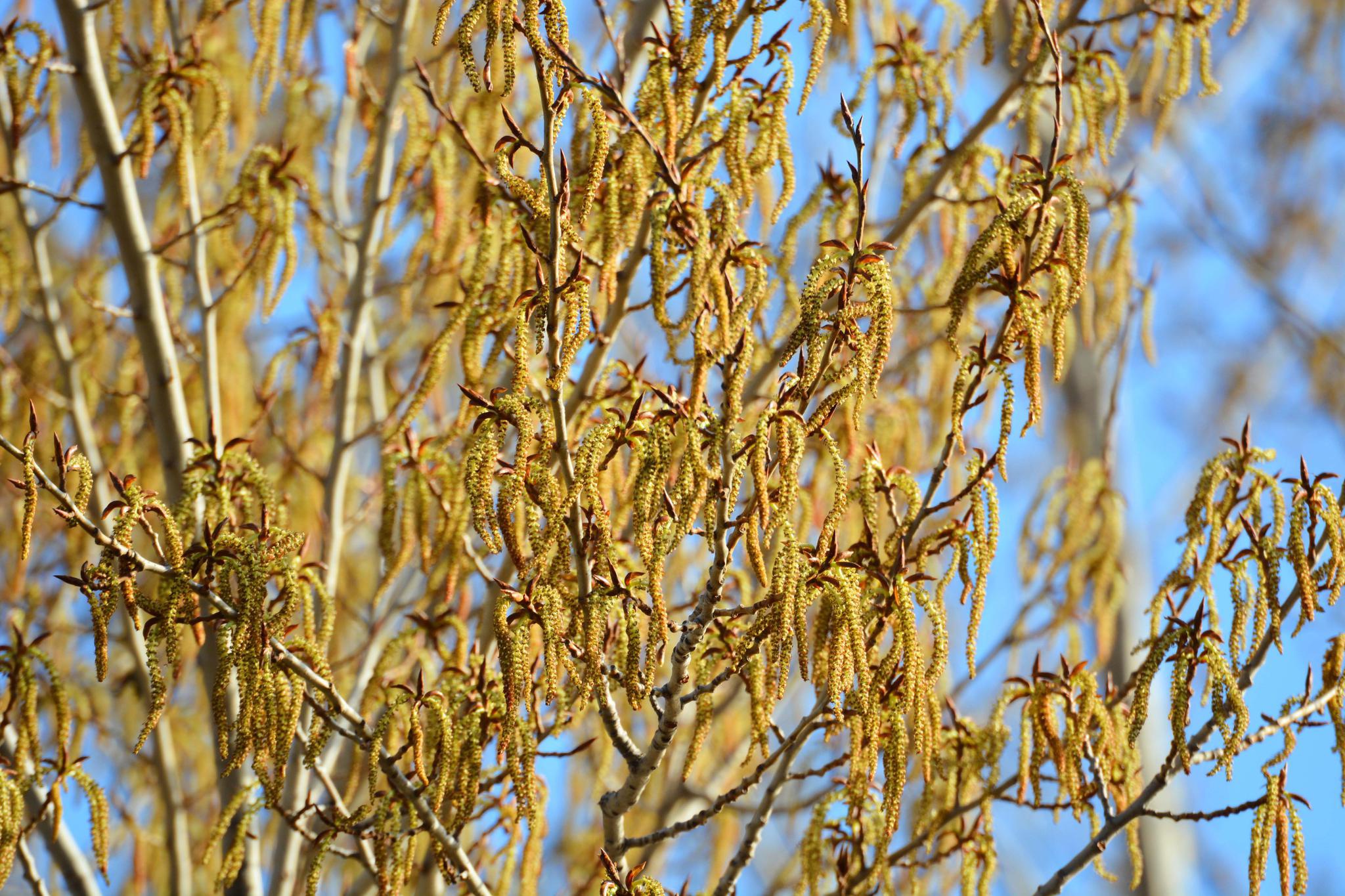 加杨树红花落后的花穗,原创拍摄
