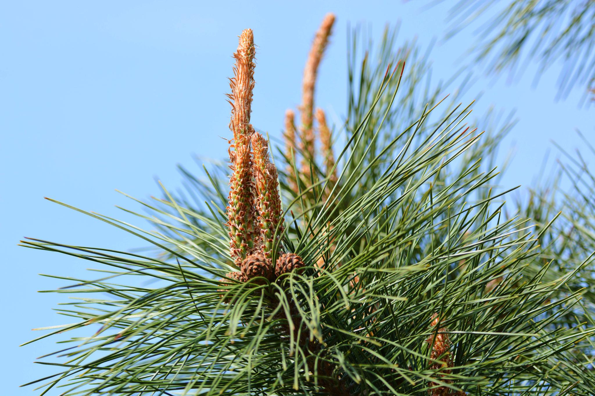 马尾松花原创拍摄