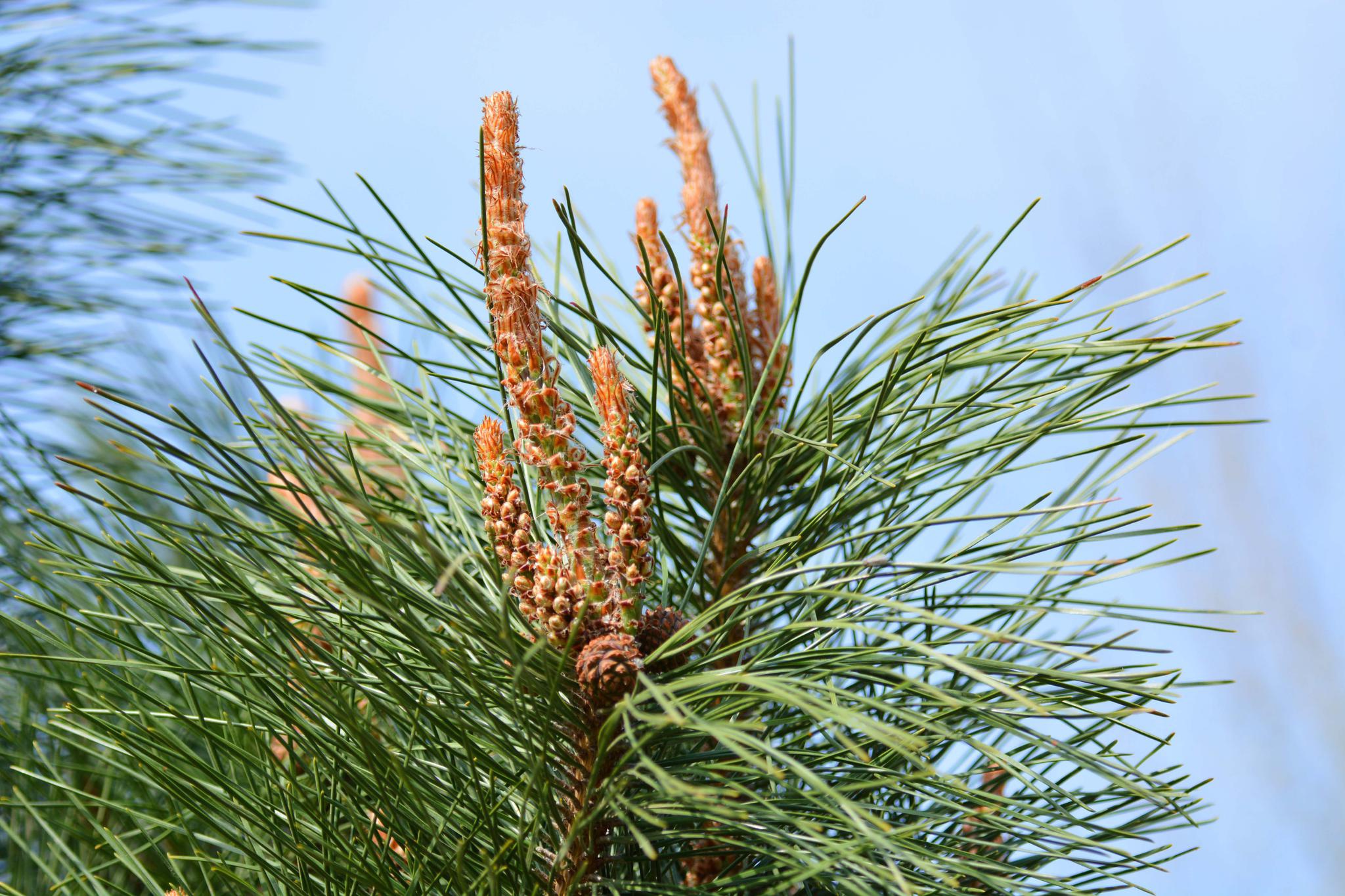 马尾松花原创拍摄