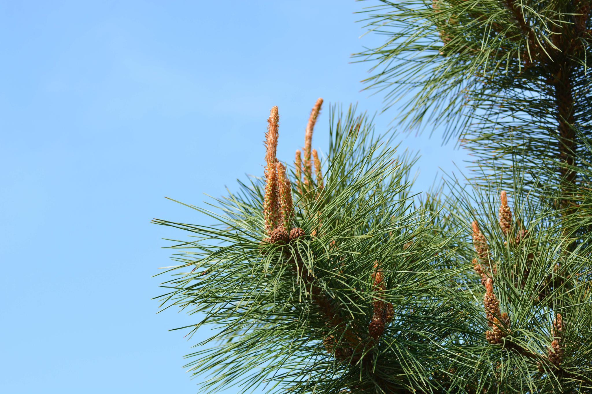 马尾松花原创拍摄