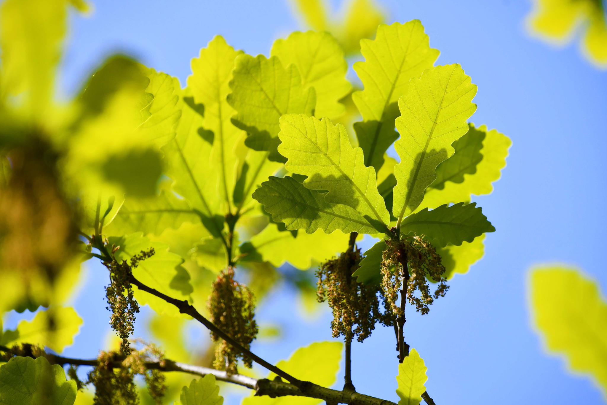 蒙古栎树叶子和花穗,原创拍摄