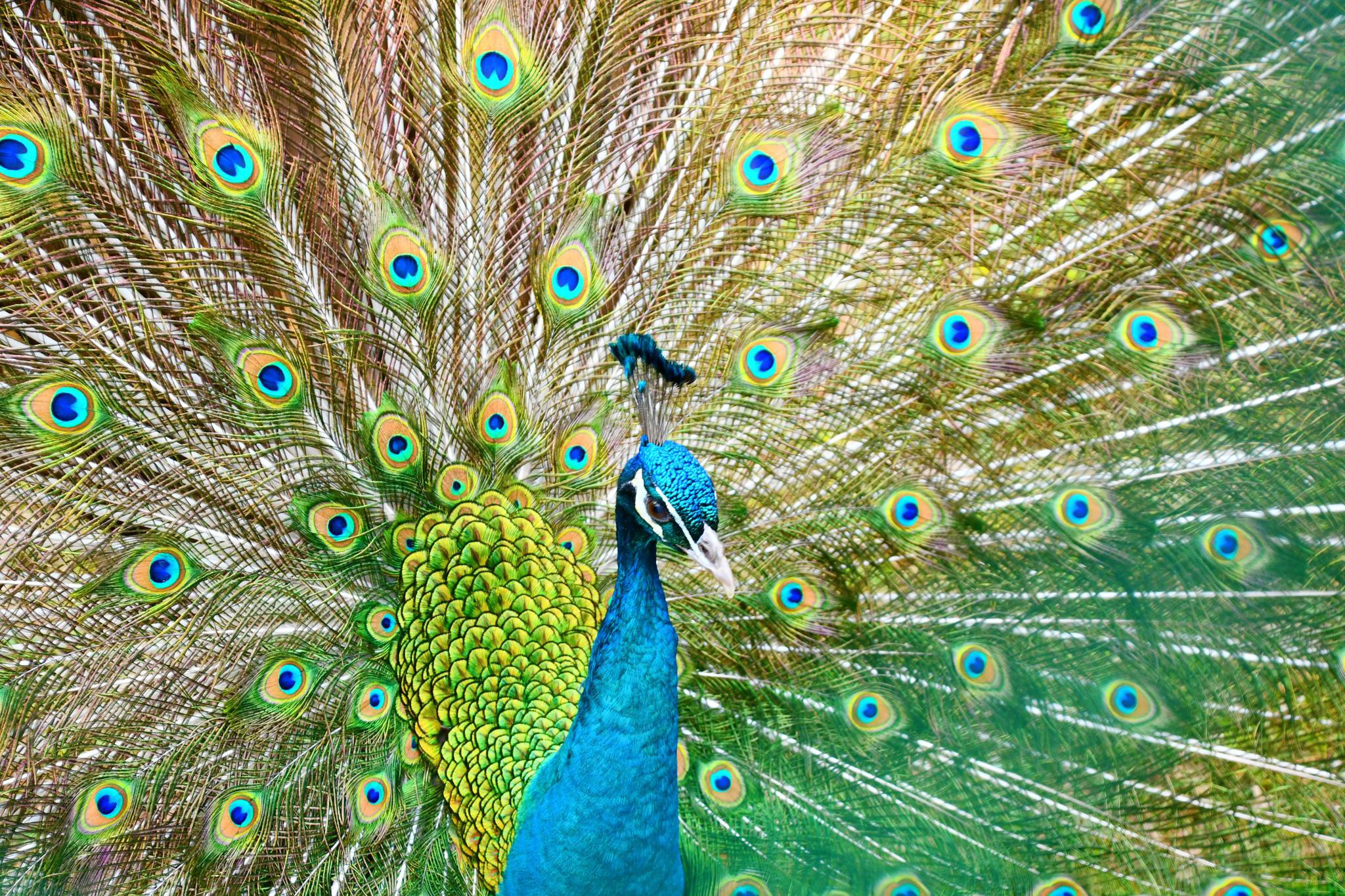 美丽的孔雀开屏令人心动,原创拍摄_高清图集_新浪网