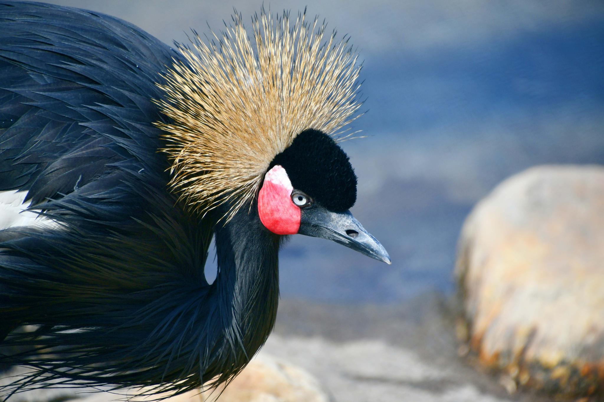 一只头上长着翎羽的鸟,原创拍摄