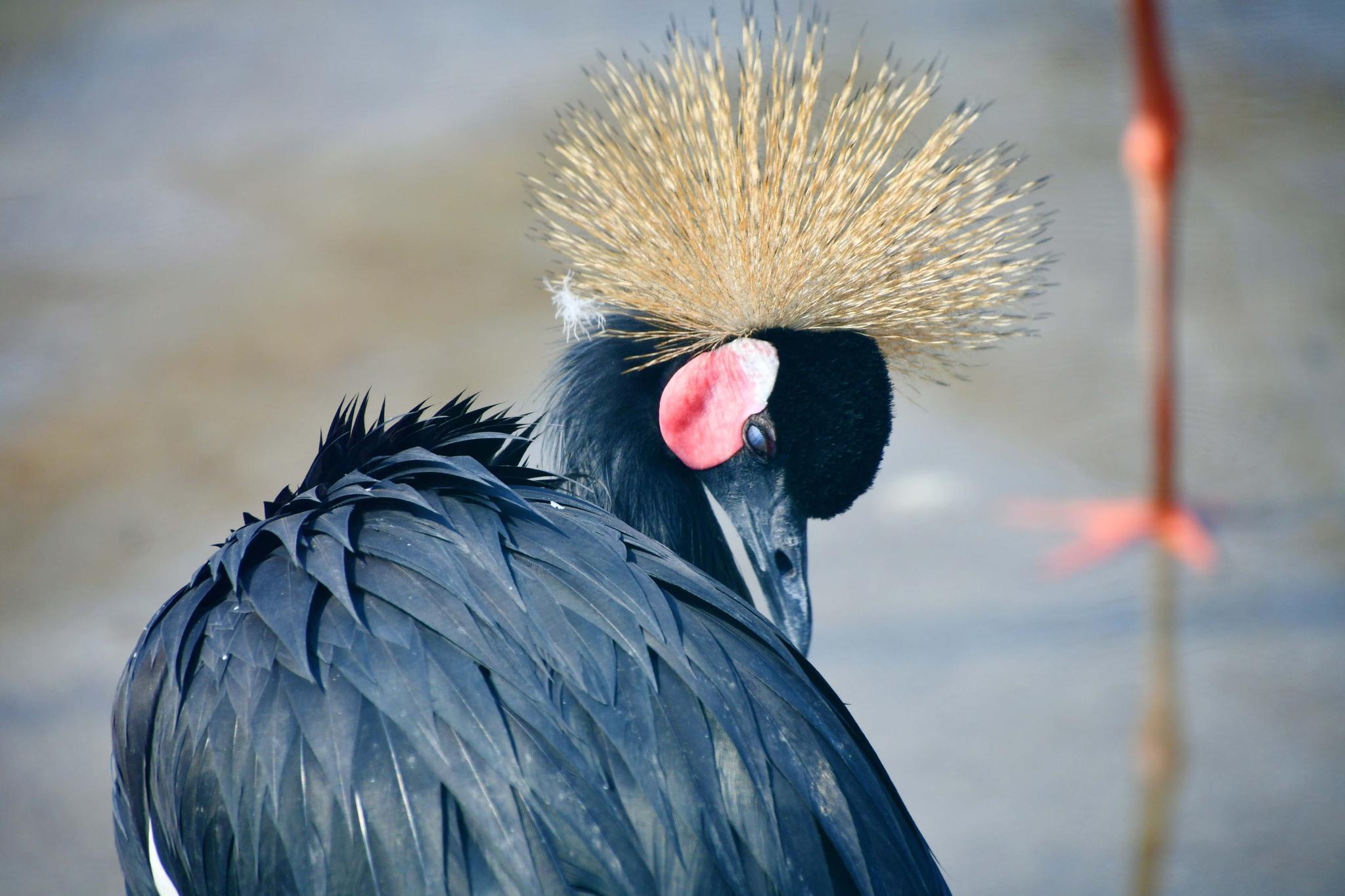 一只头上长着翎羽的鸟,原创拍摄