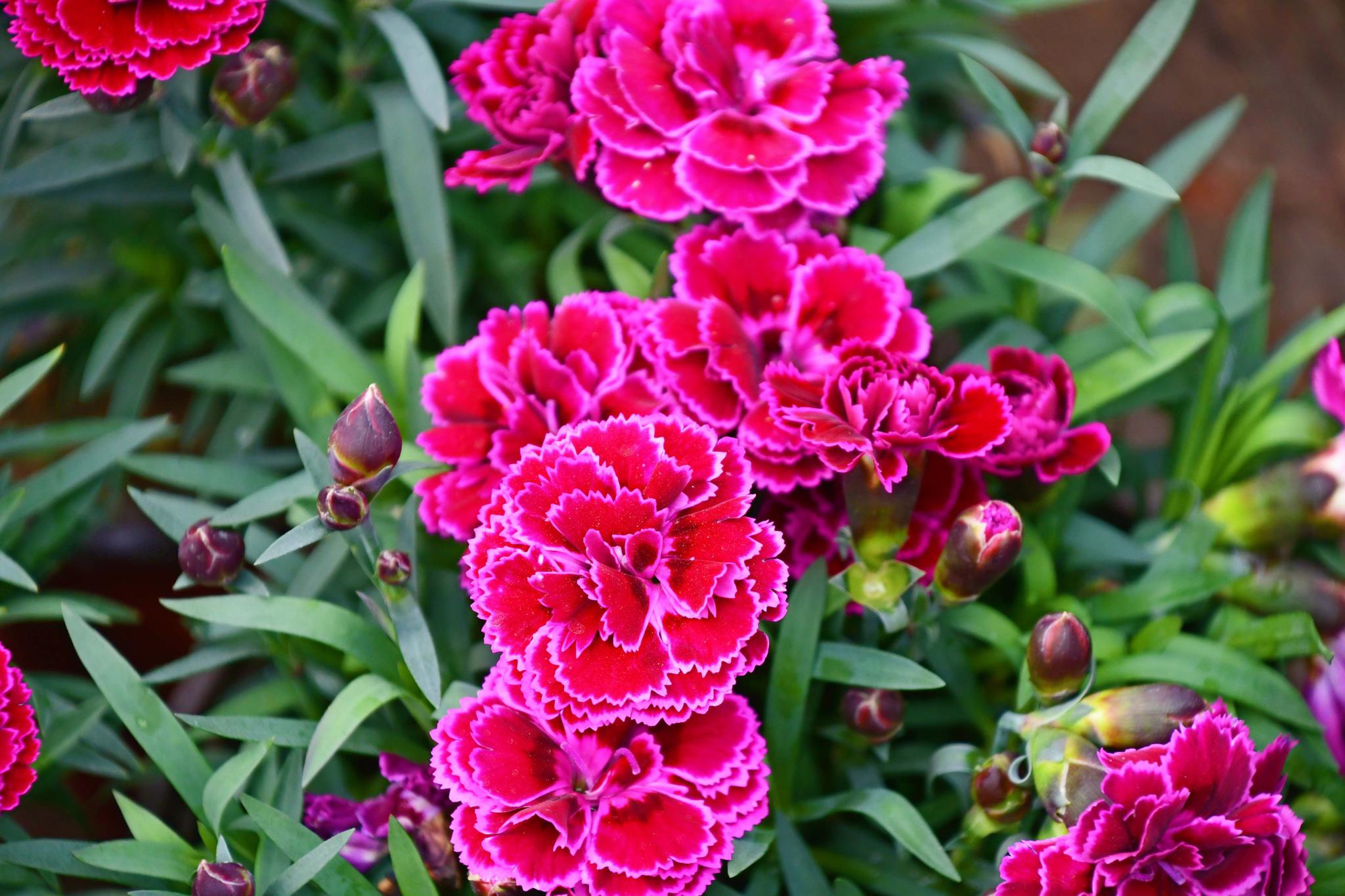 美丽的康乃馨,原创拍摄|康乃馨|原创|拍摄_新浪新闻