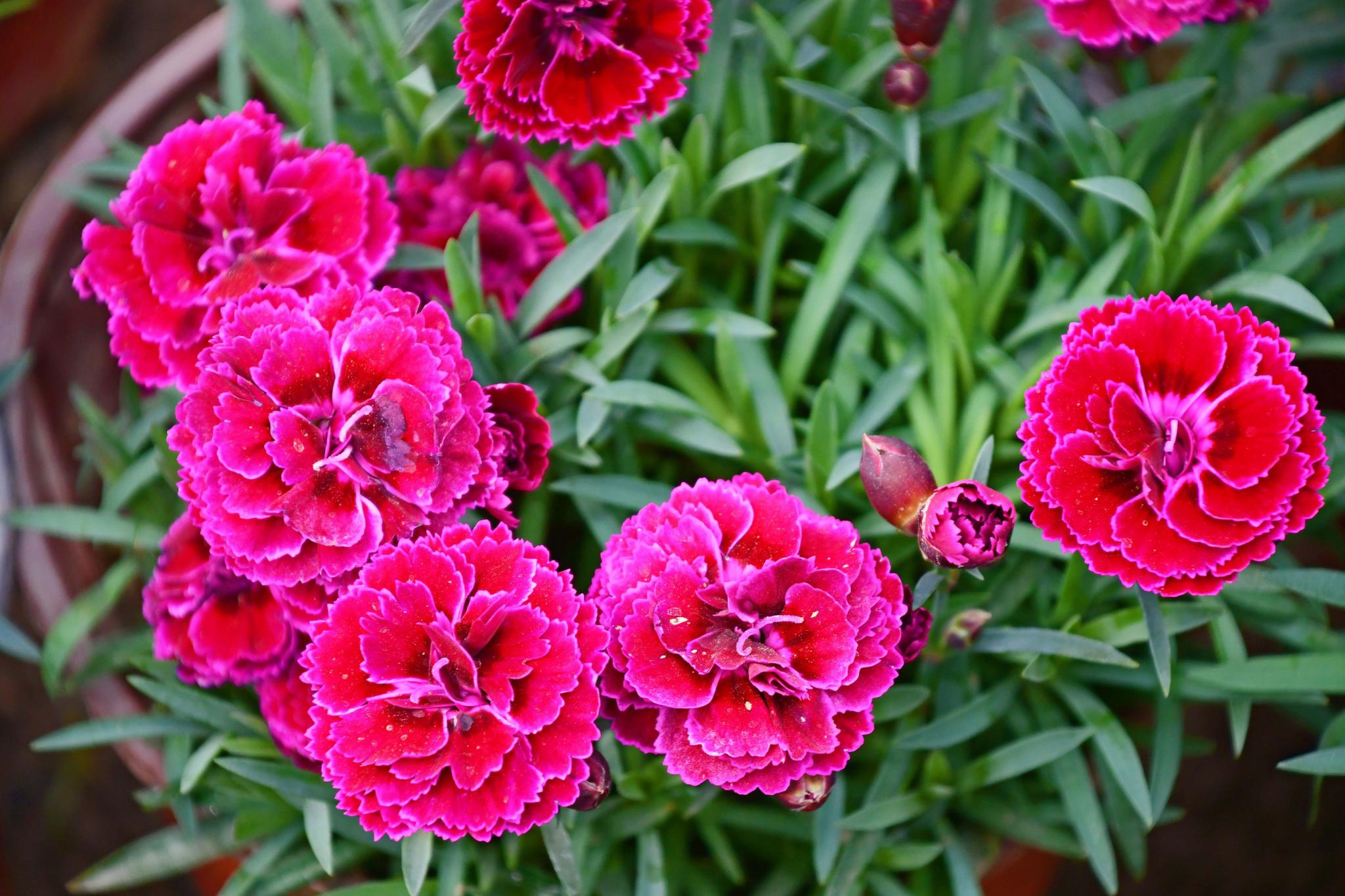 美丽的康乃馨,原创拍摄|康乃馨|原创|拍摄_新浪新闻