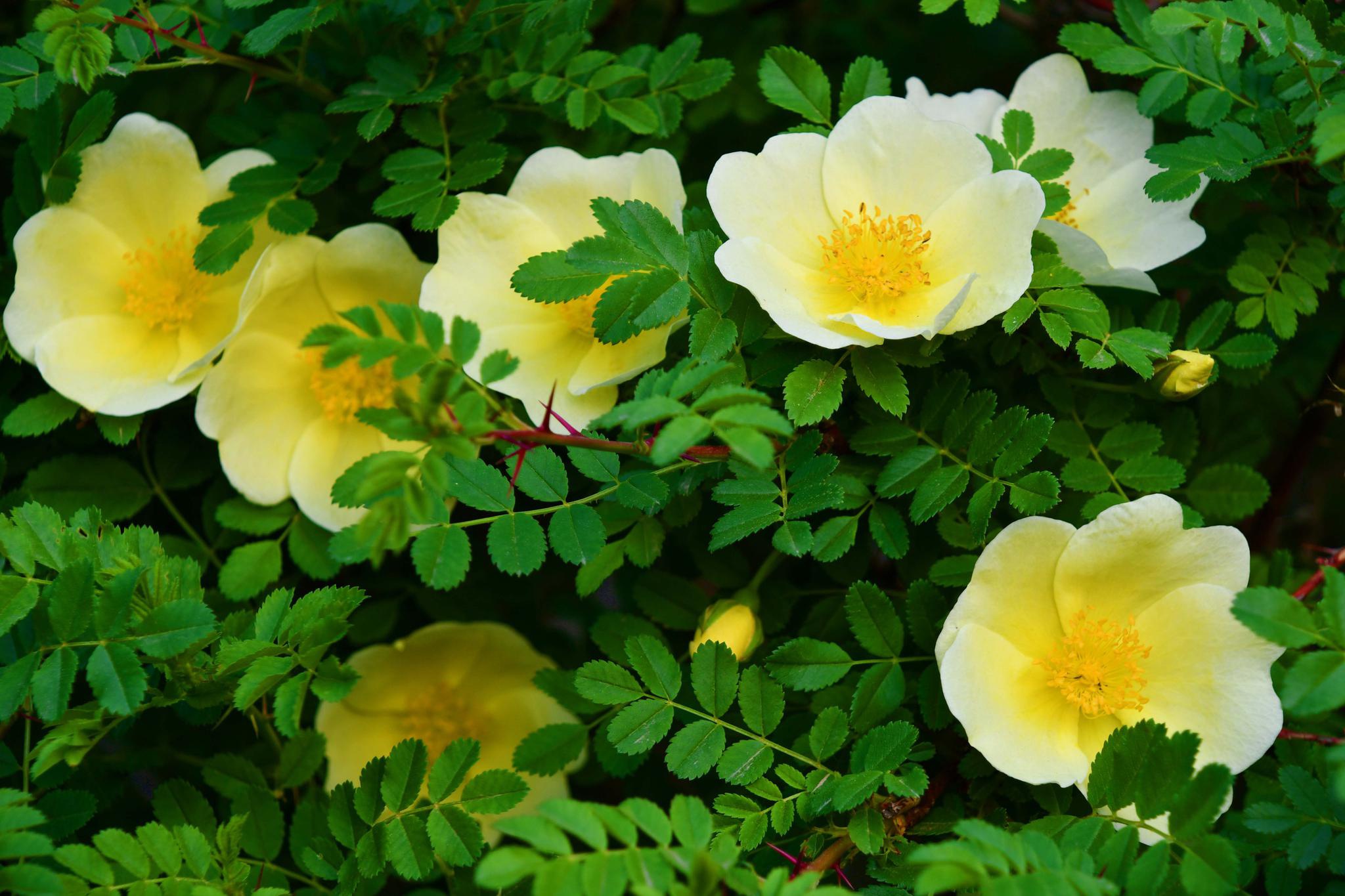 单瓣刺玫花,原创拍摄