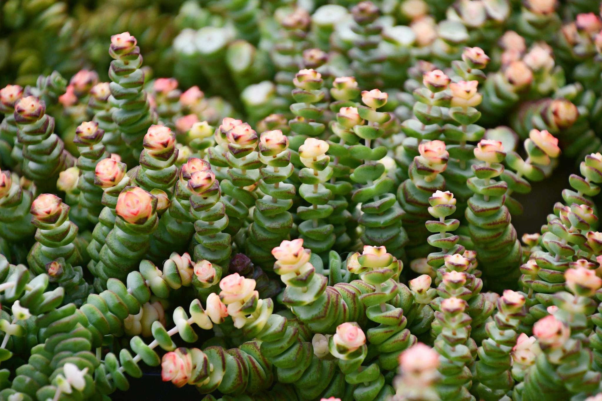 多肉植物蜡笔,原创拍摄