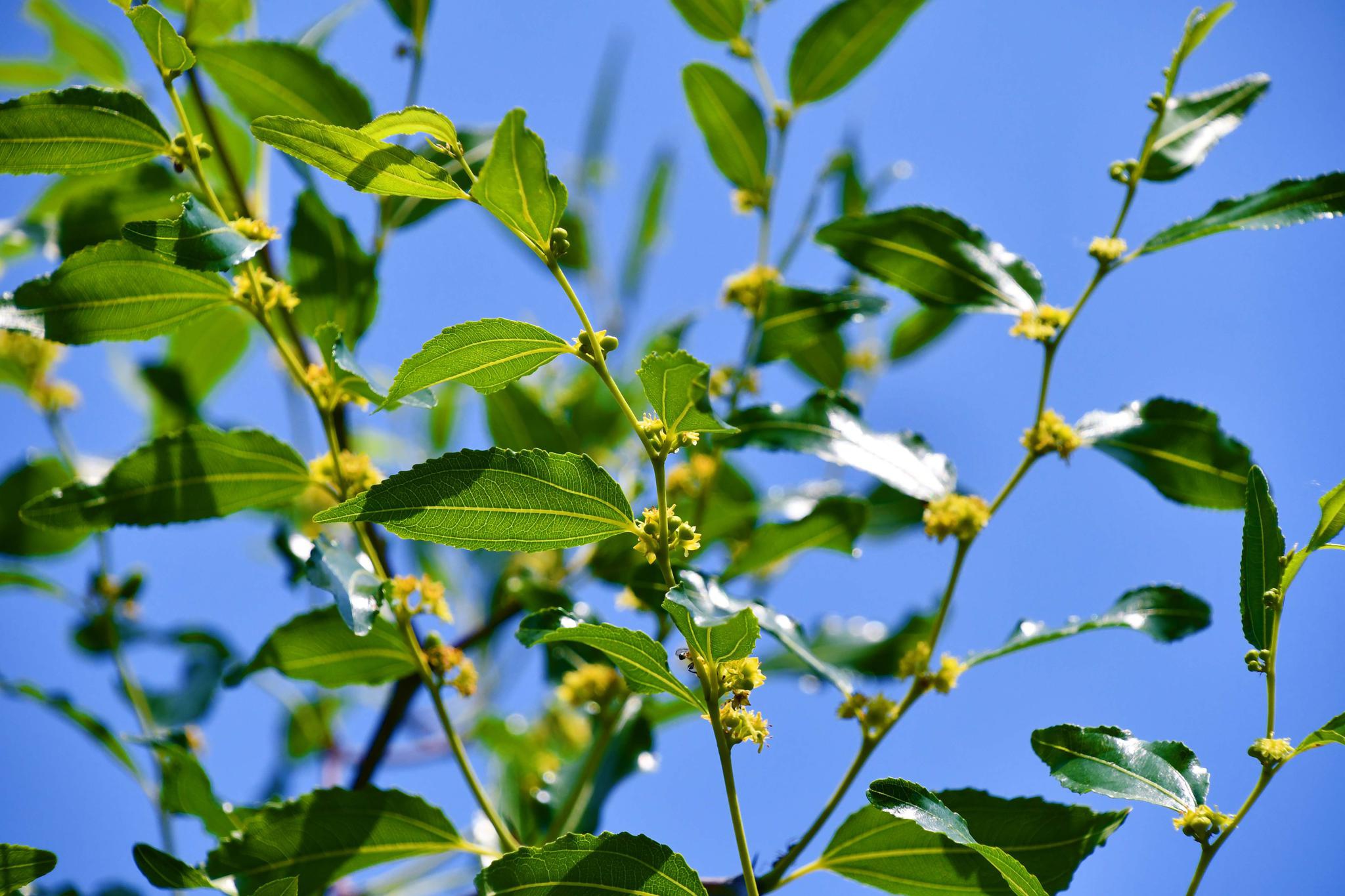 小巧的枣花,原创拍摄
