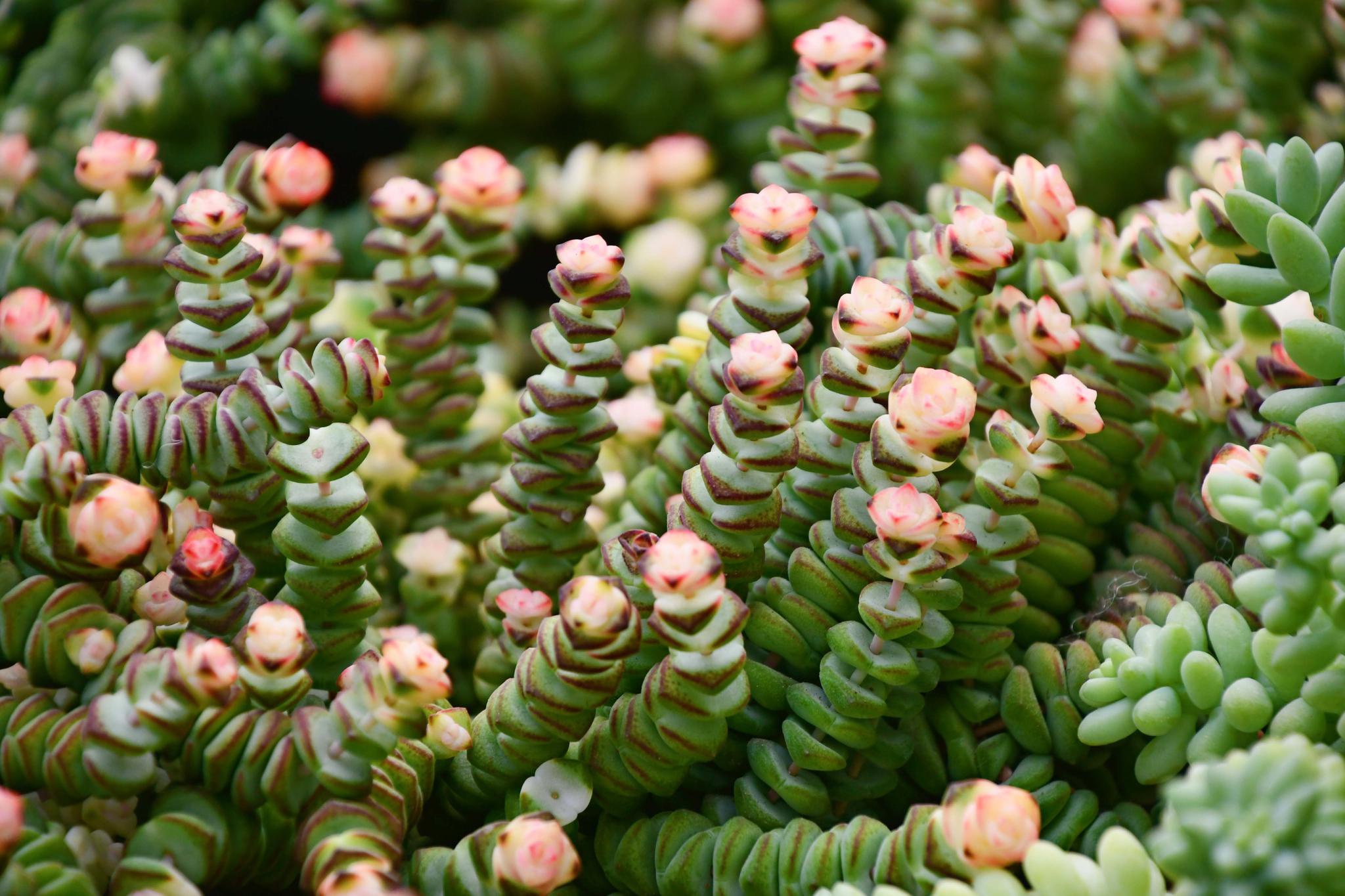 多肉植物蜡笔,原创拍摄