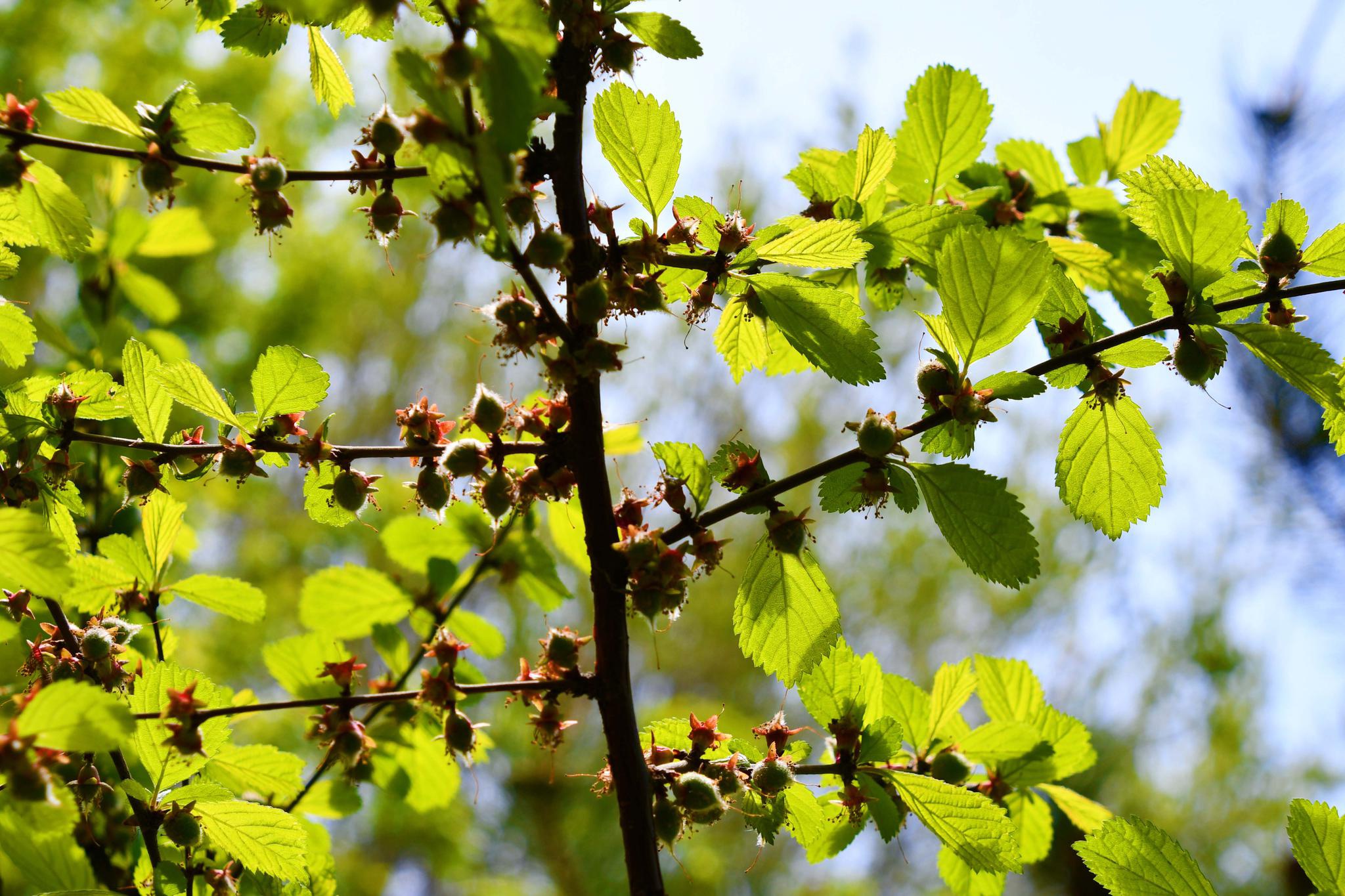 刺栎树叶子图片图片