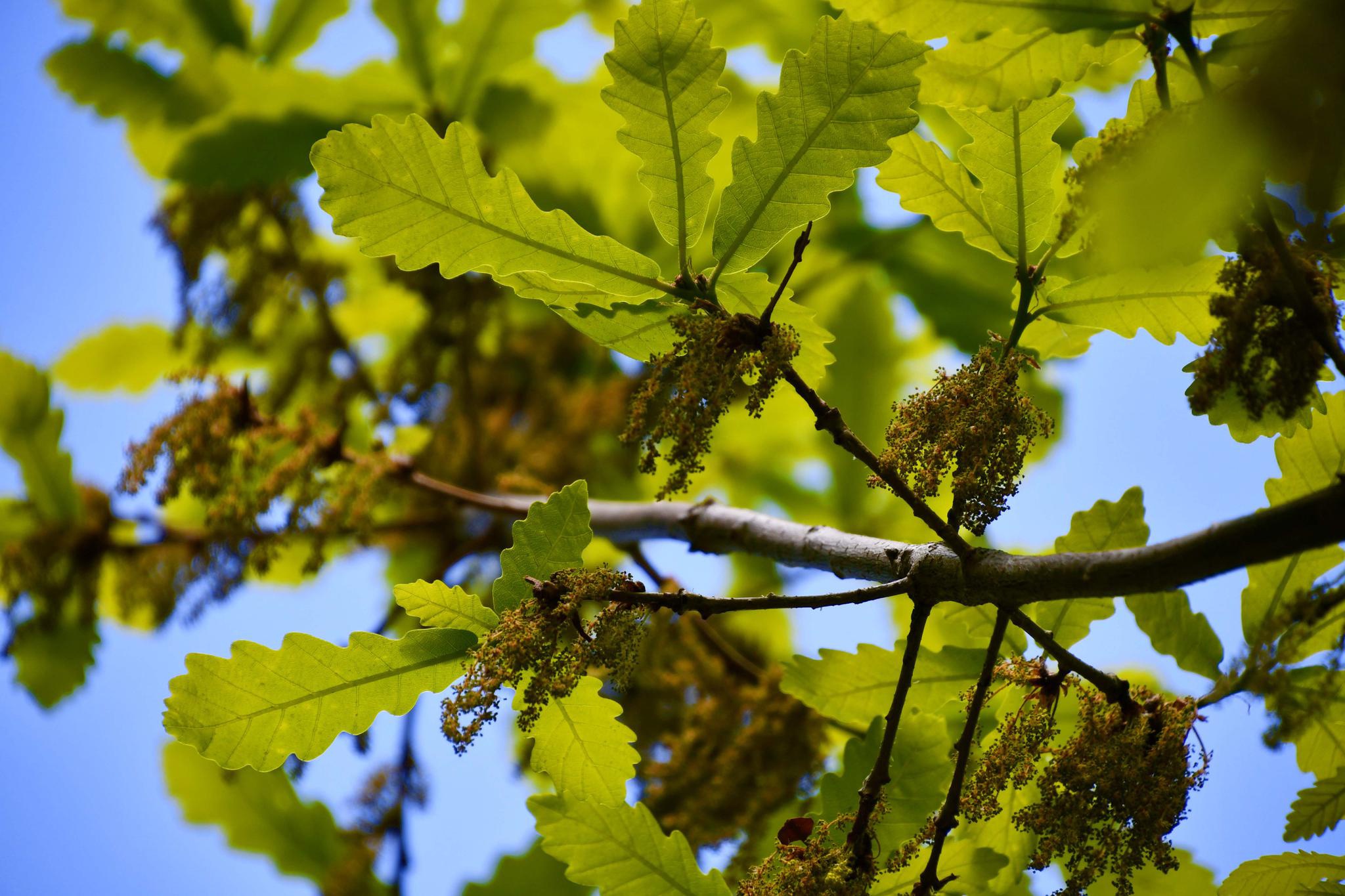 刺栎树叶子图片图片
