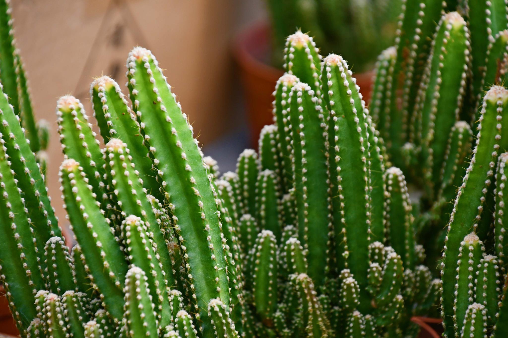 仙人柱万重山原创拍摄