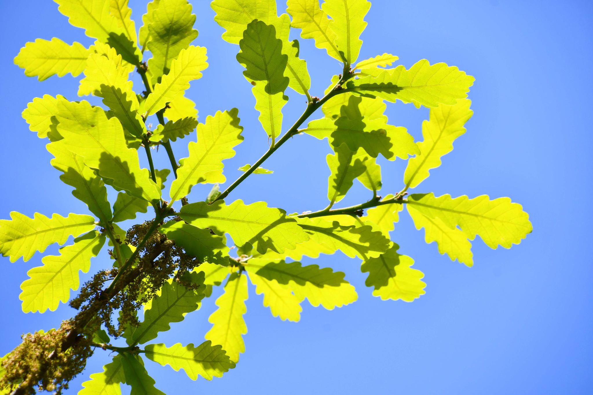 阳光下蒙古栎树叶子,原创拍摄