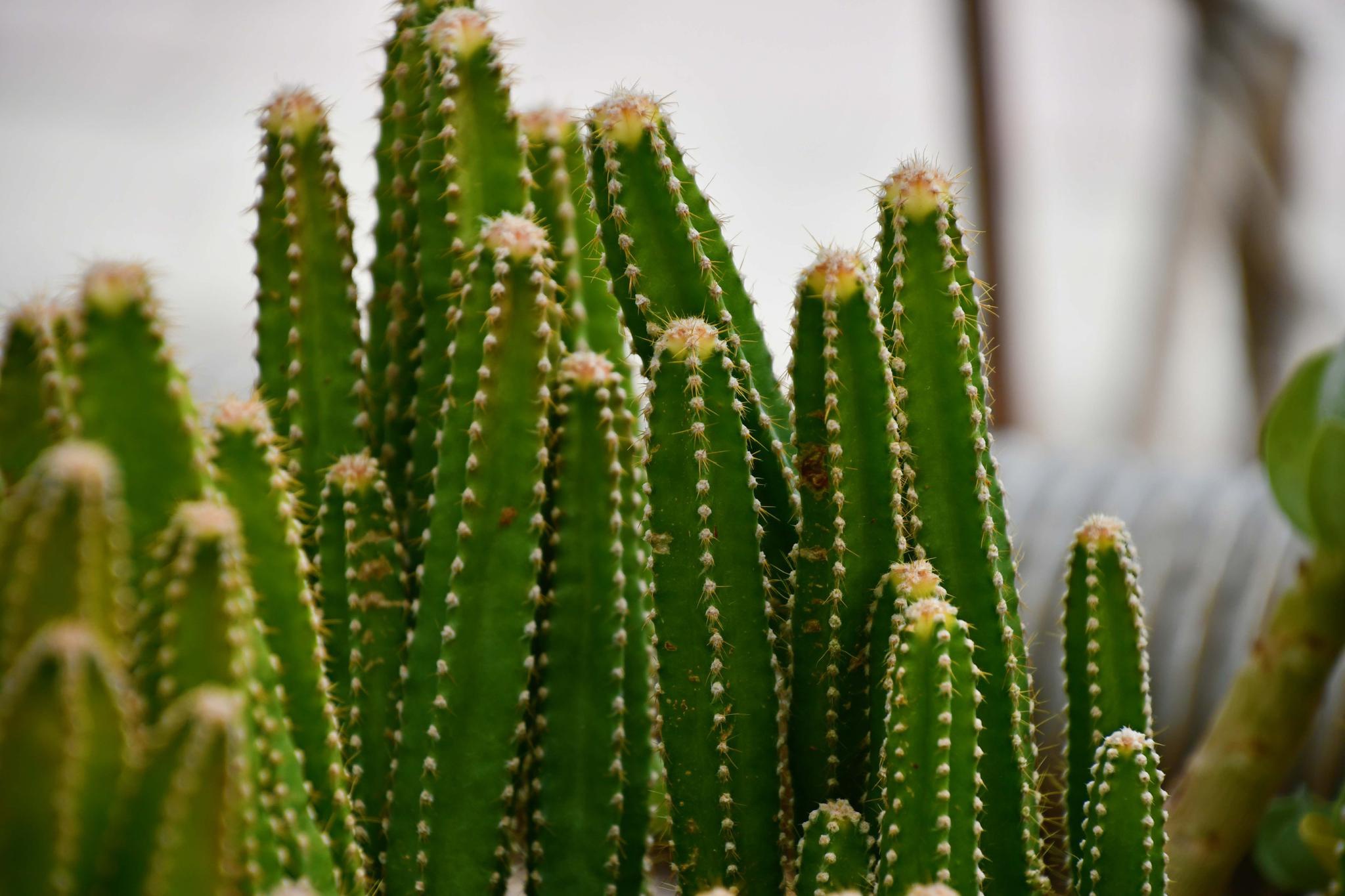 仙人柱万重山原创拍摄