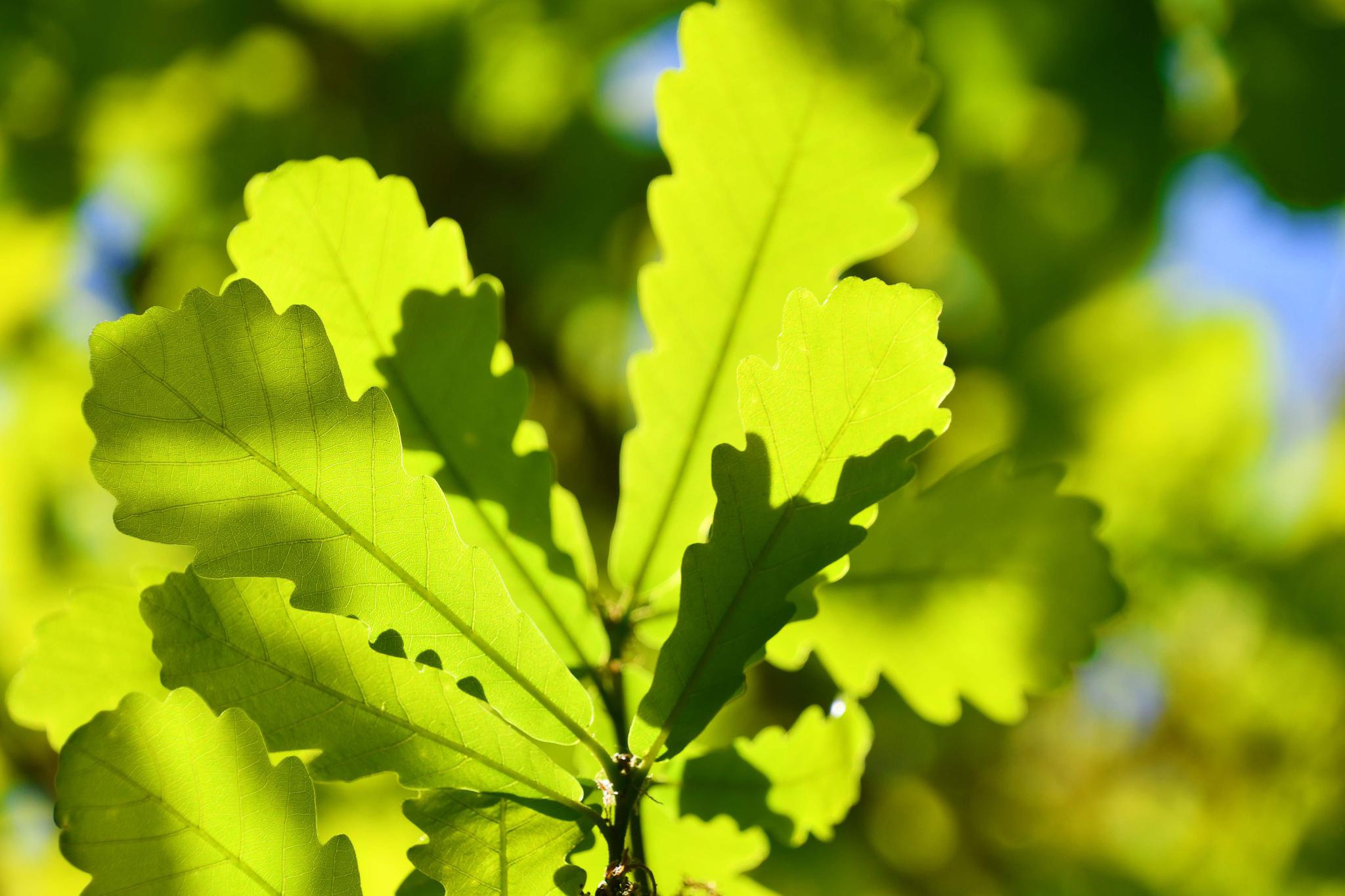 阳光下蒙古栎树叶子,原创拍摄