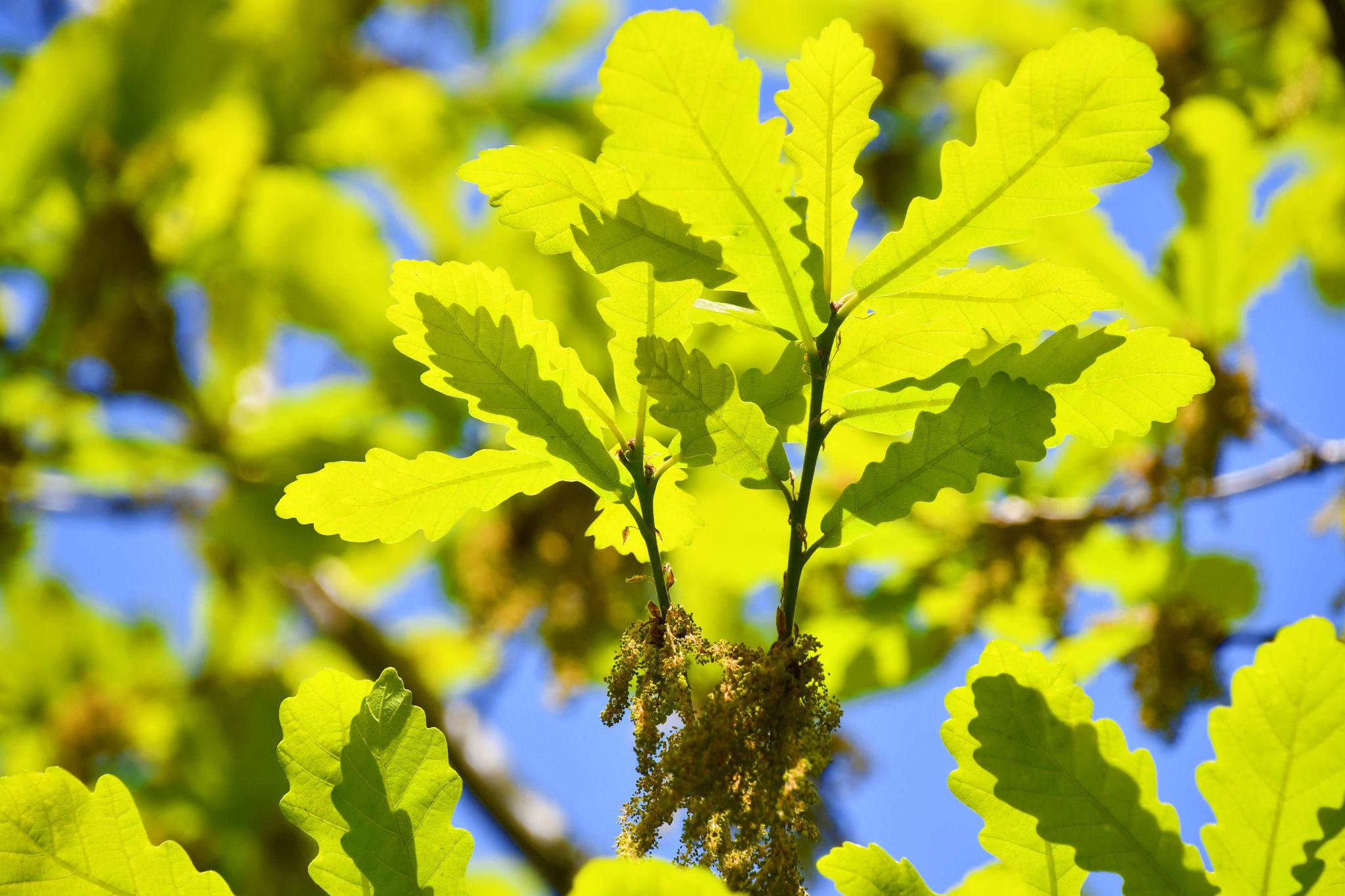 栎树图片(栎树图片大全)