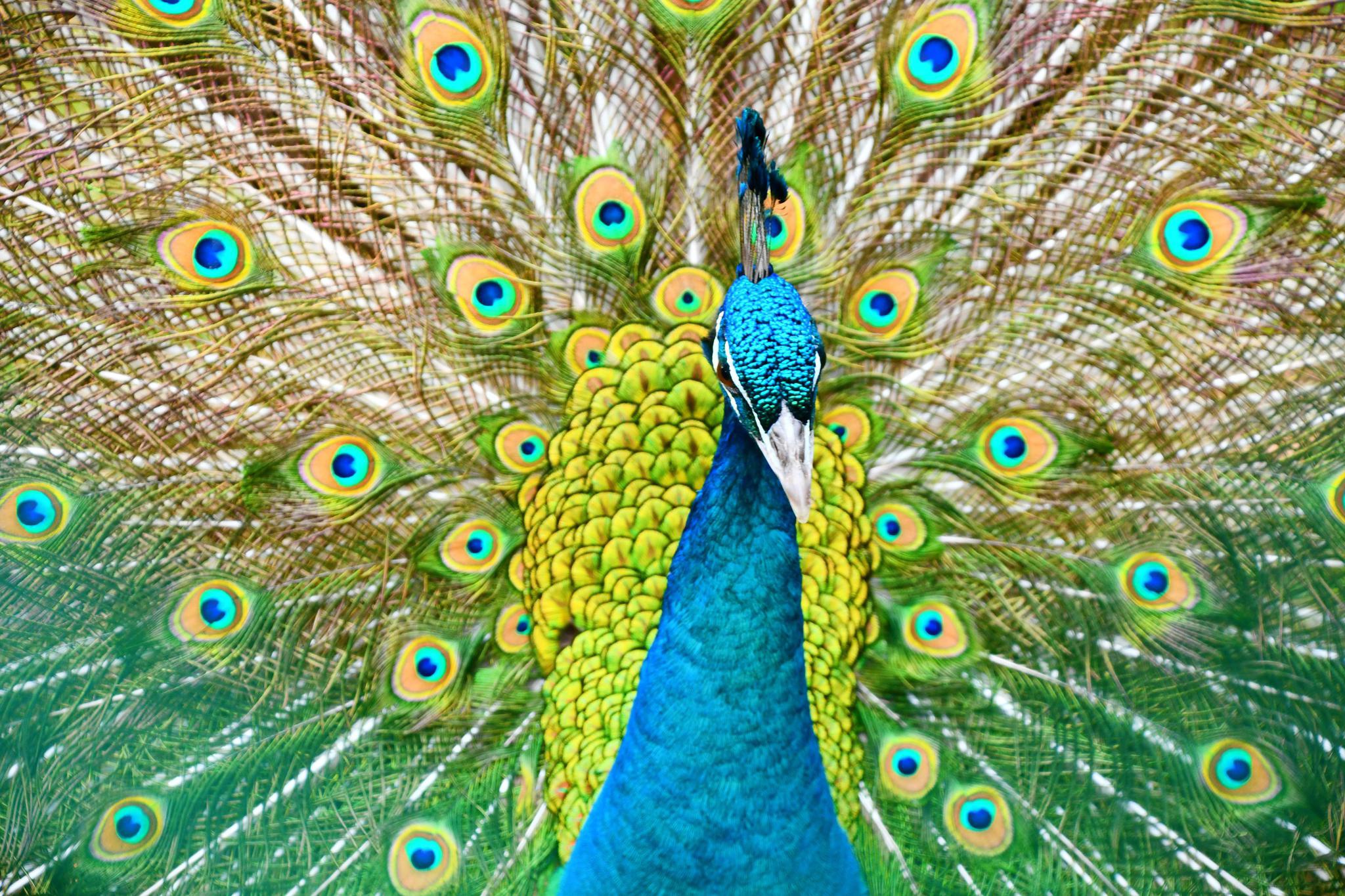 1 / 21 孔雀开屏美丽无比,原创拍摄 0   养花首选的几款花,漂亮又好养