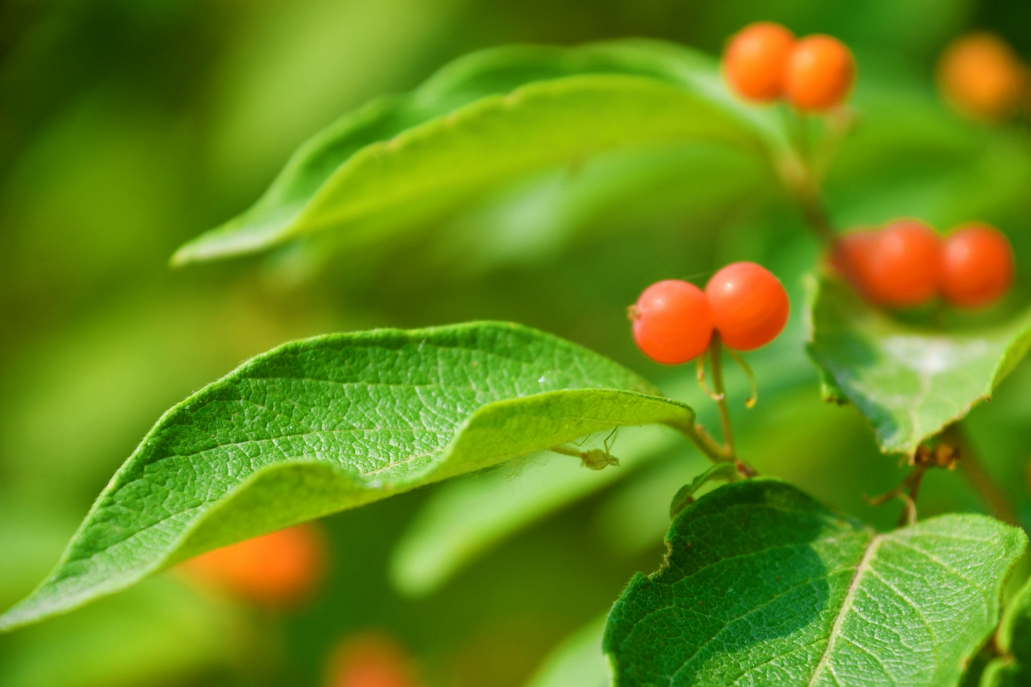 红红的忍冬果,原创拍摄