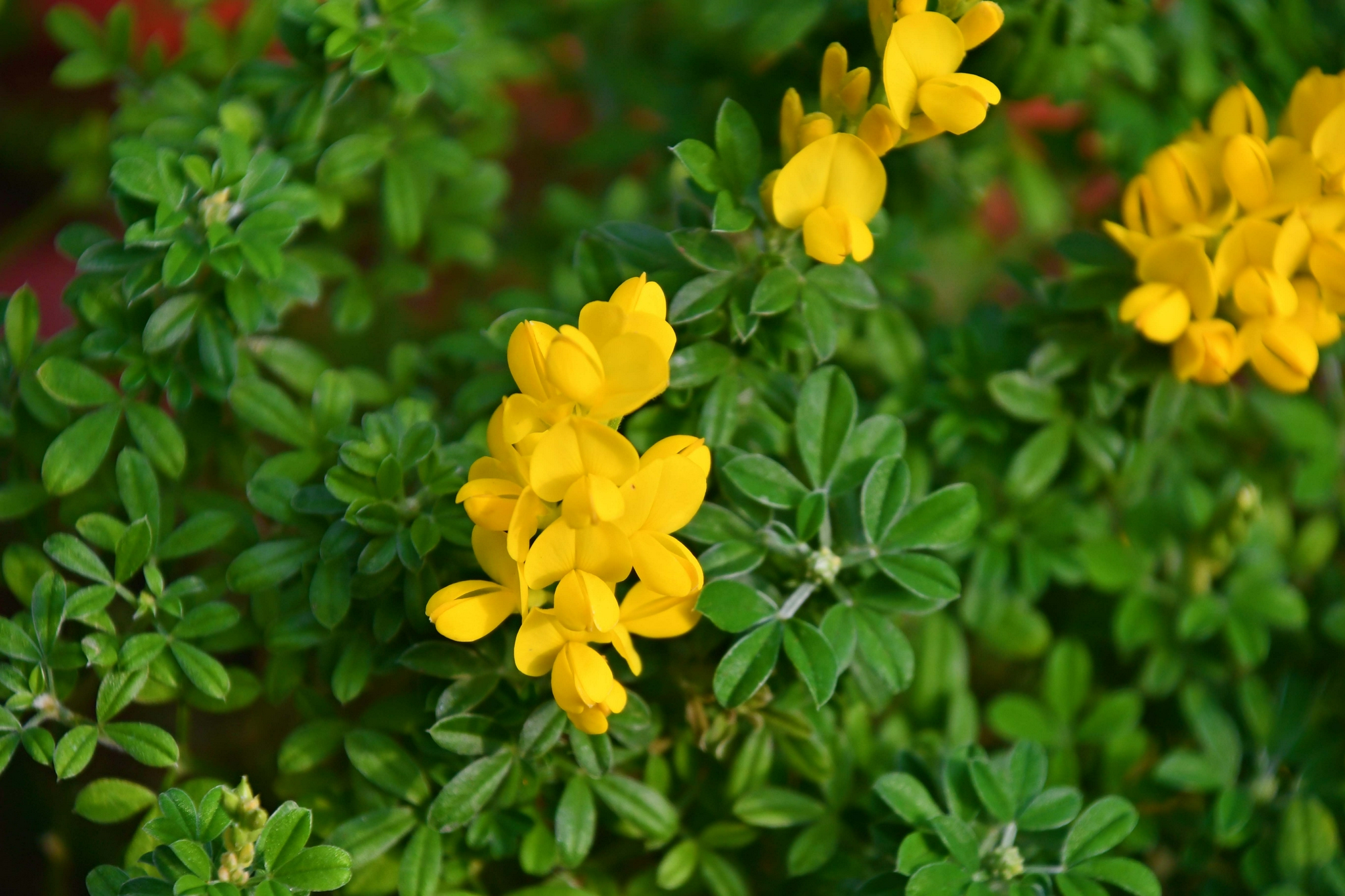 金雀儿花,原创拍摄|雀儿|原创|拍摄_新浪新闻