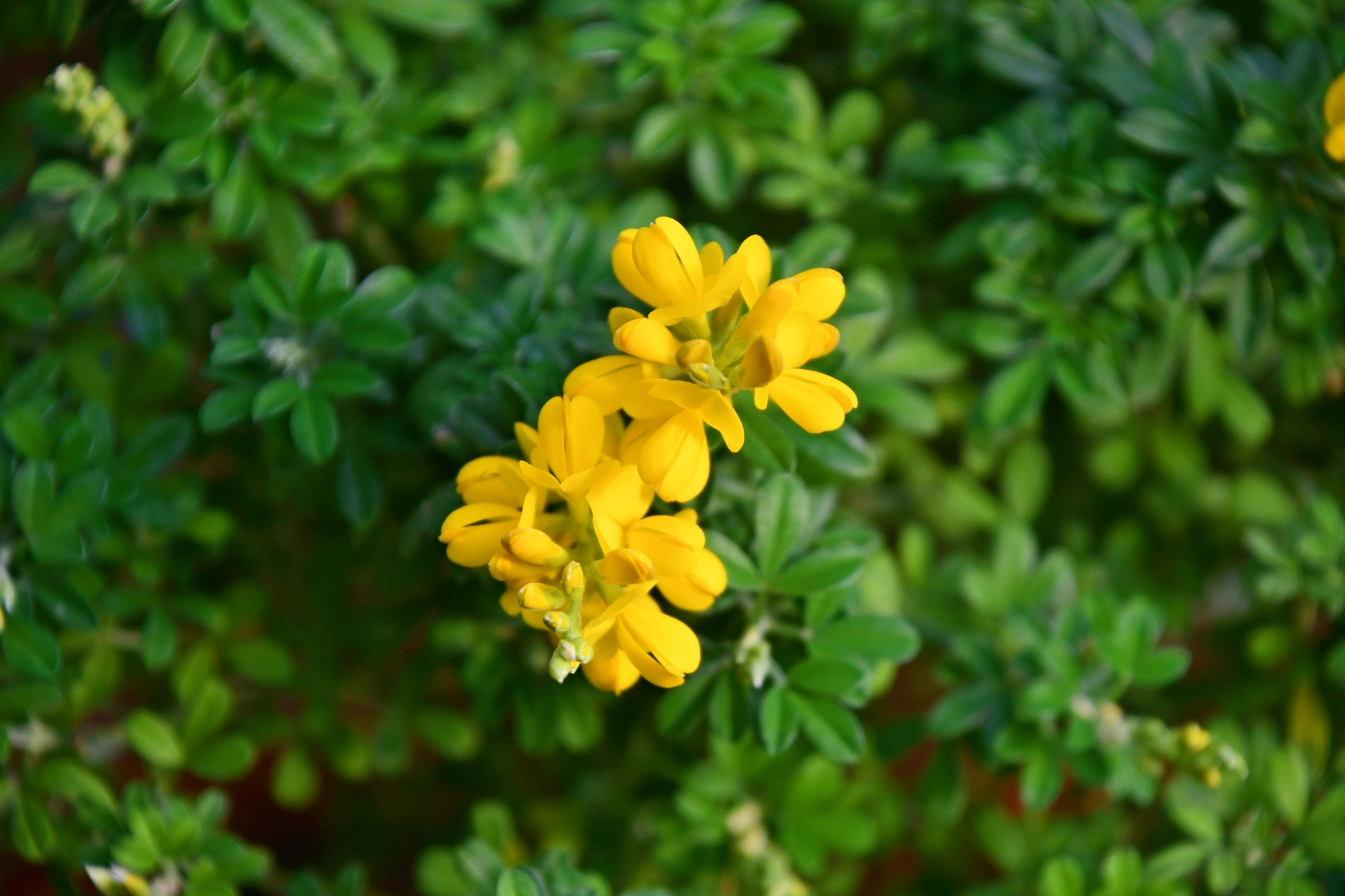 金雀儿花原创拍摄