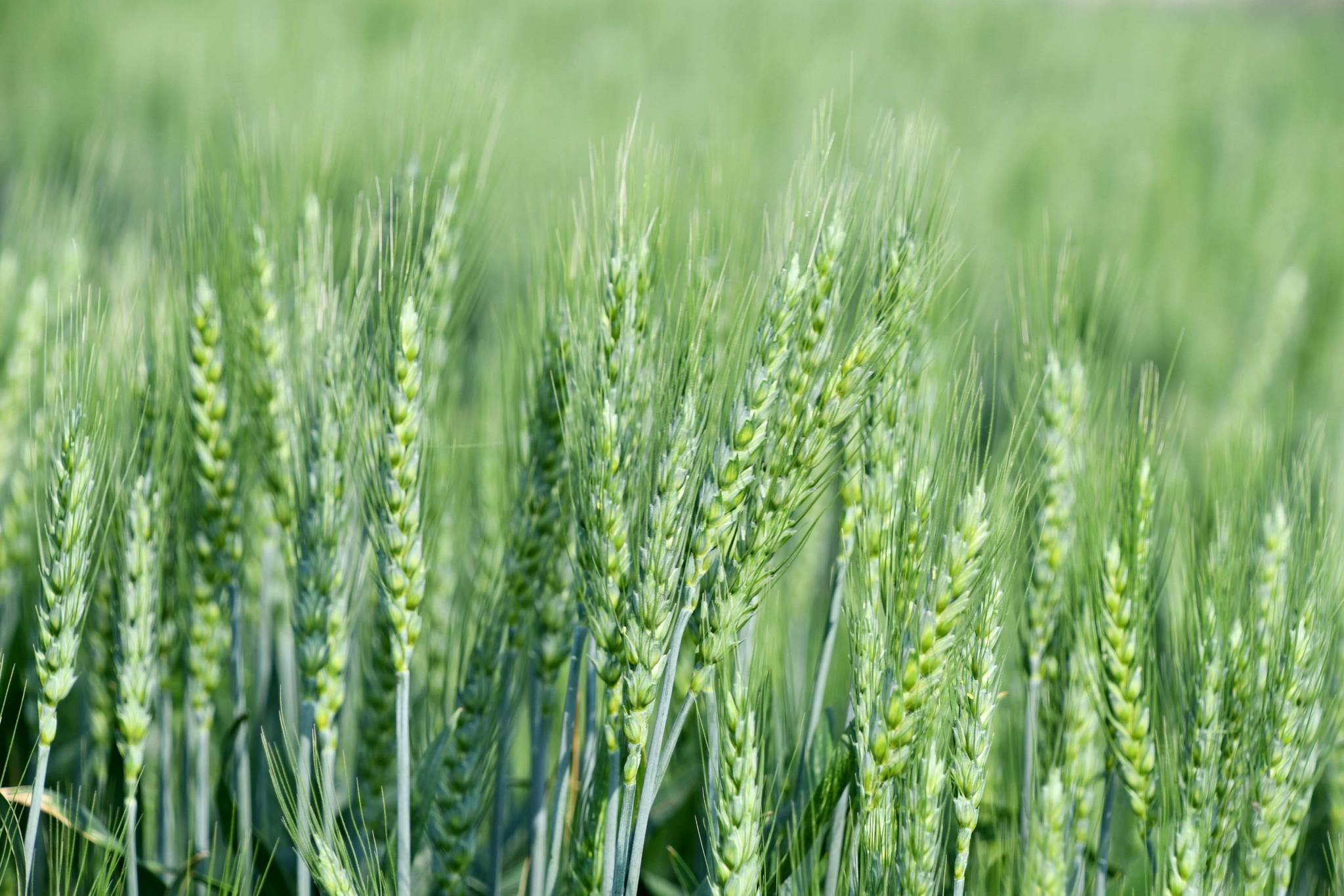 清晨的小麦穗,原创拍摄