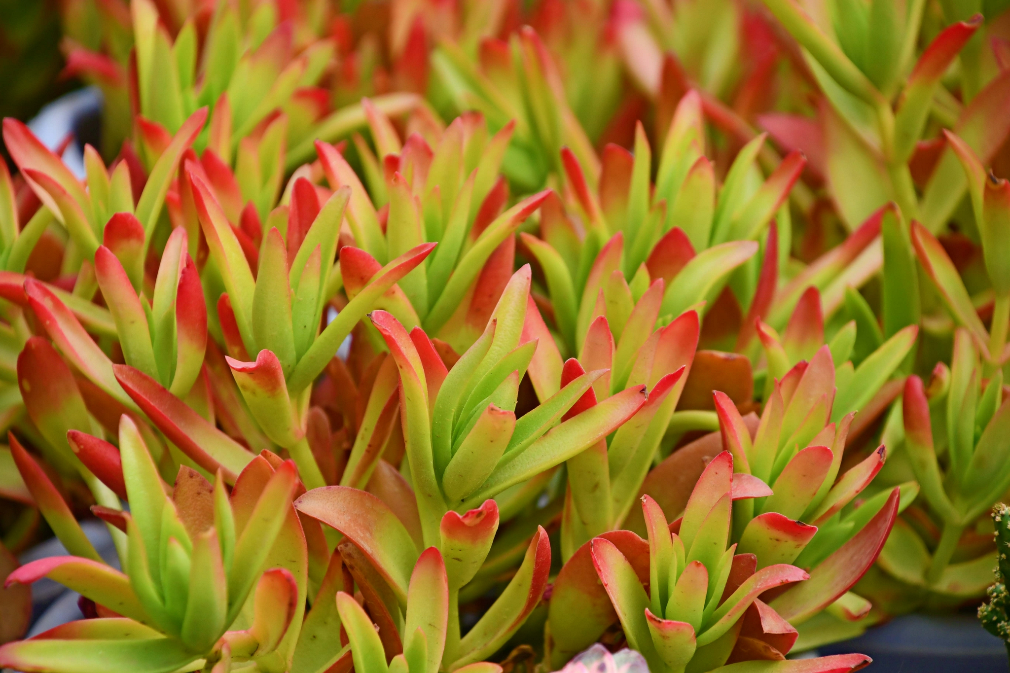 鲜艳的多肉植物火祭,原创拍摄