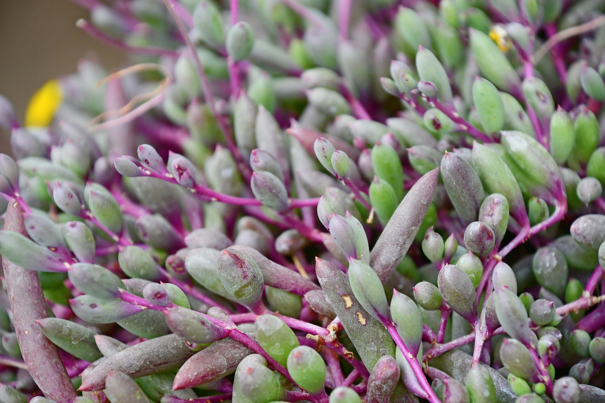 多肉植物紫弦月原创拍摄