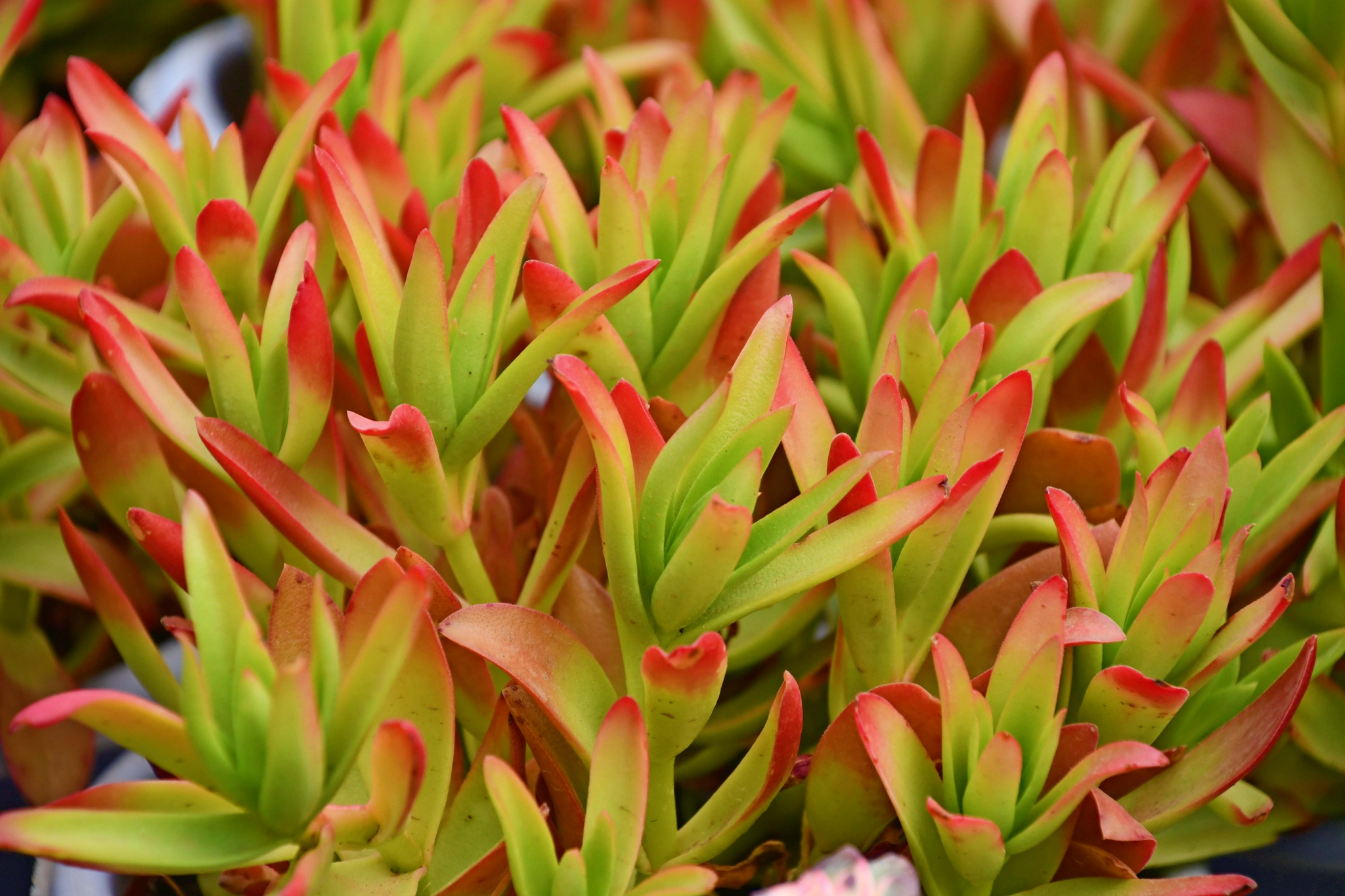 鲜艳的多肉植物火祭,原创拍摄