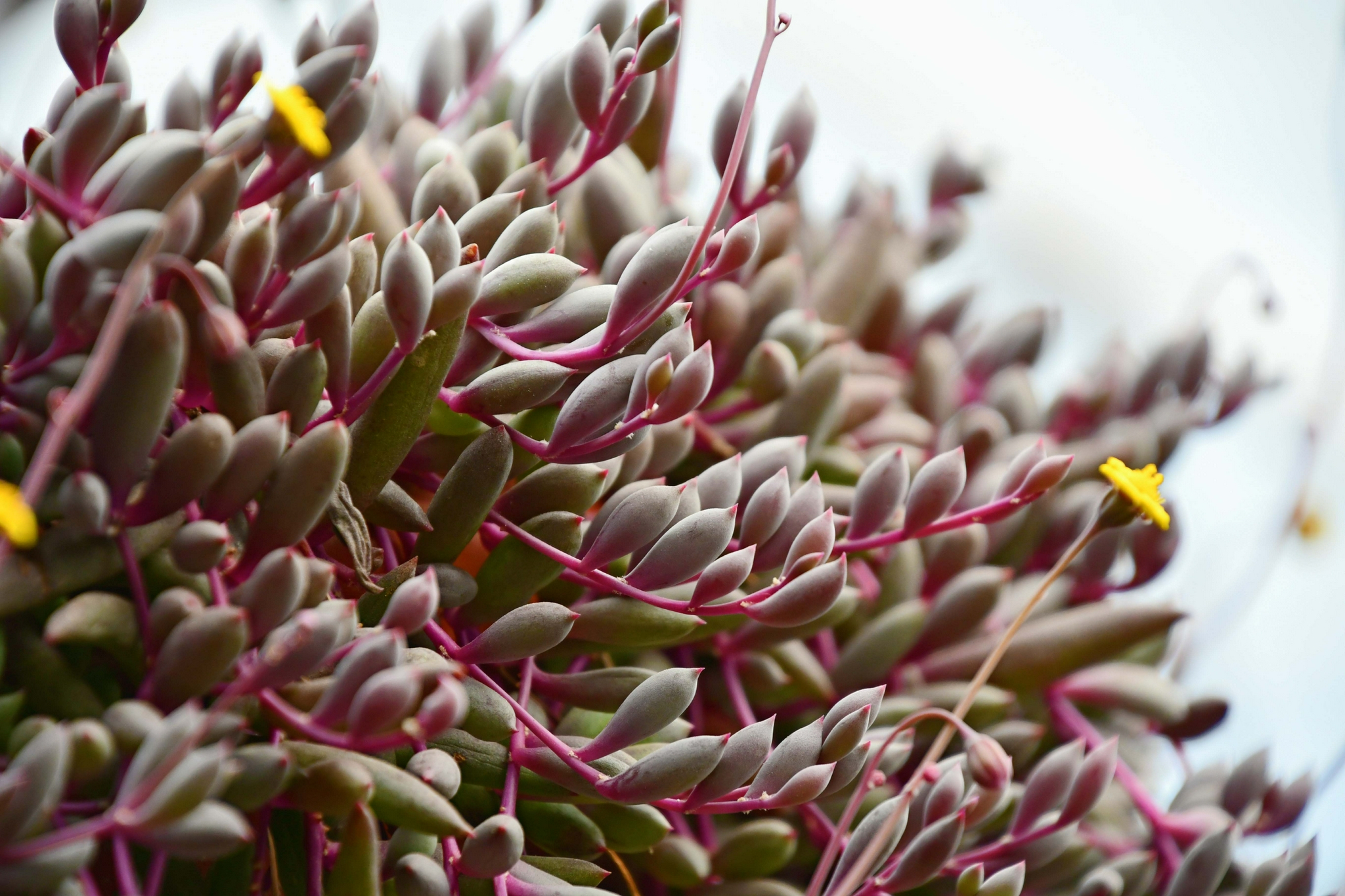 多肉植物紫弦月原创拍摄