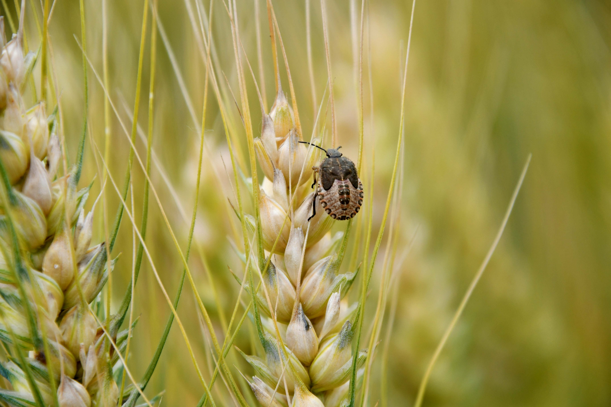 麦穗上的蝽虫,原创拍摄