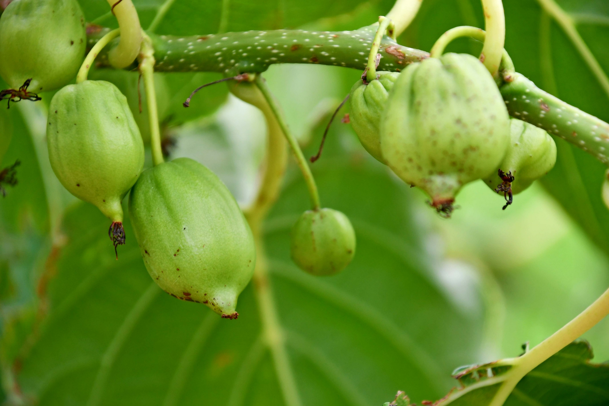 野生猕猴桃原创拍摄